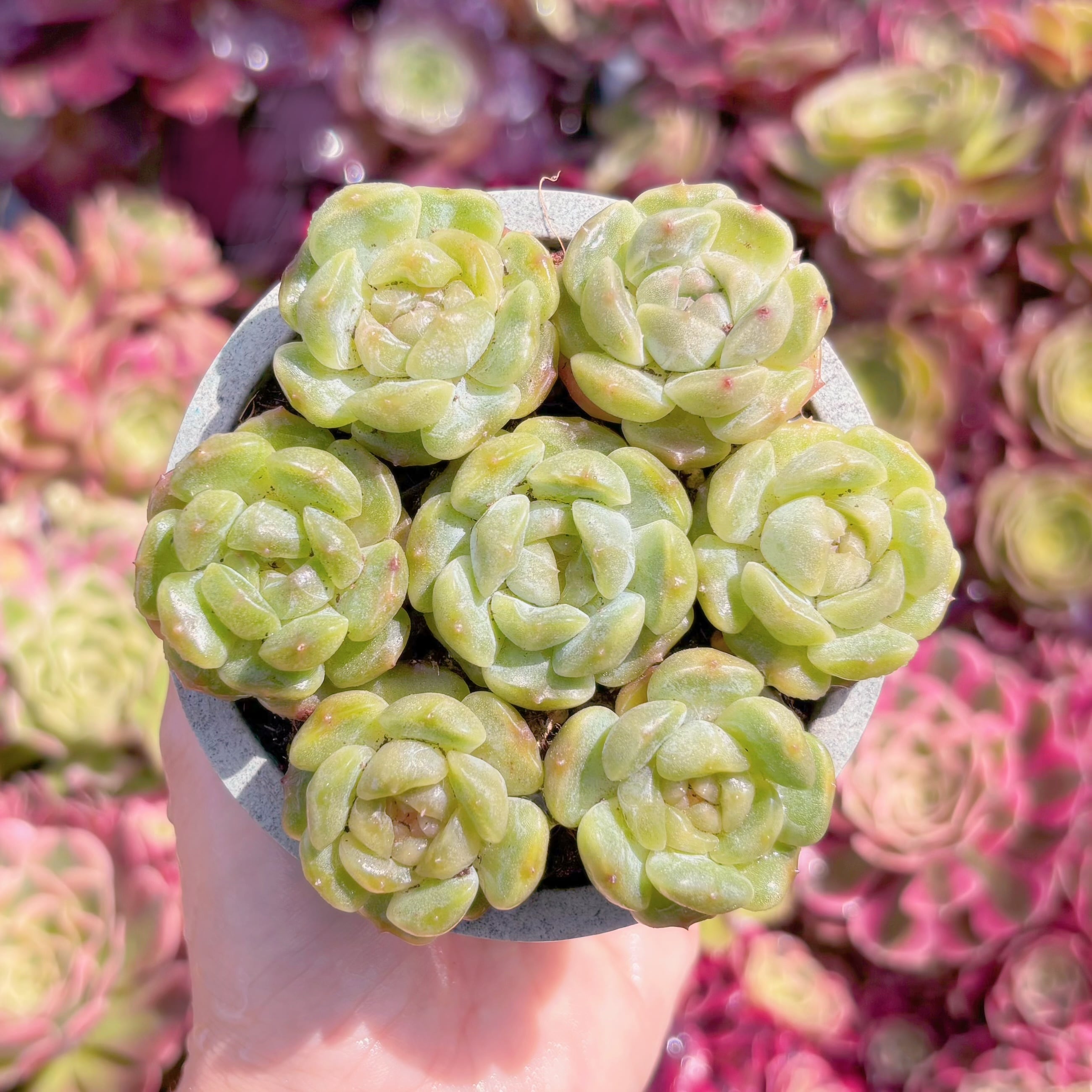 多肉植物　白い恋人(7苗)　新入荷　るる農園