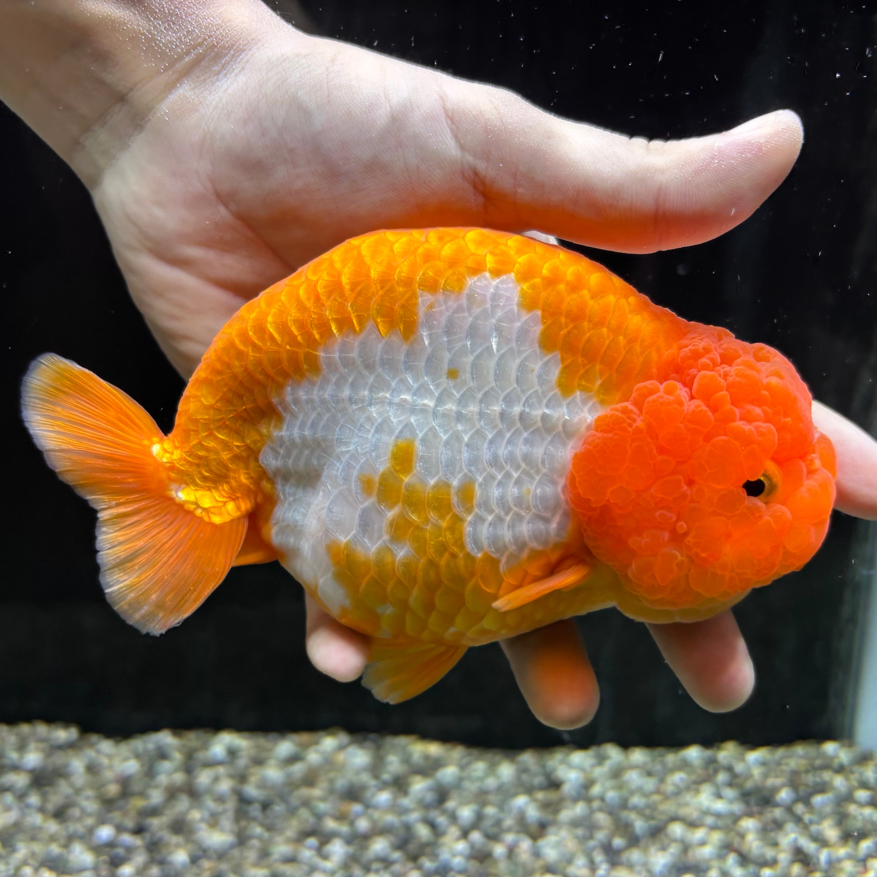 金魚　特大らんちゅう18センチ訳あり 金魚 特大らんちゅう18センチ訳あり