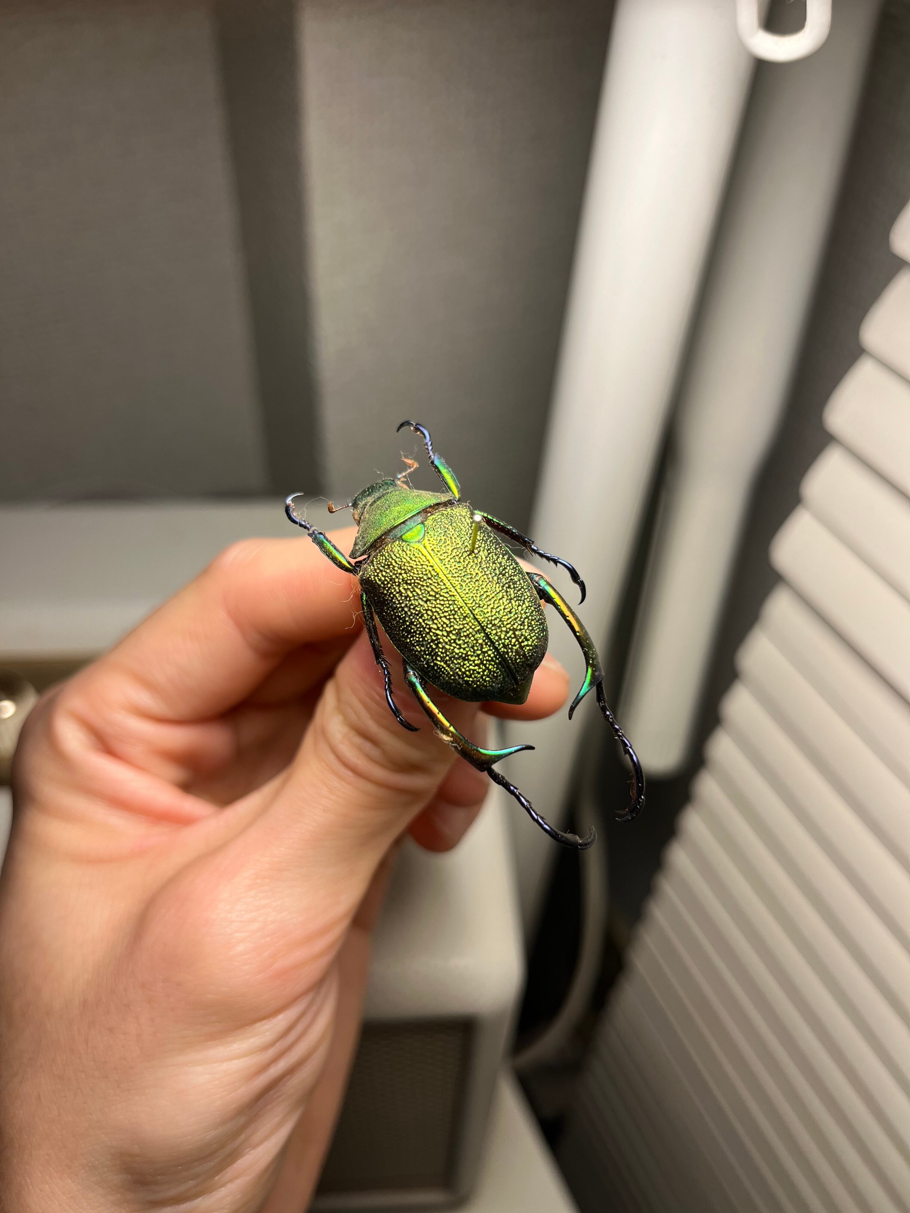 32mm】アシナガミドリツヤツヤコガネ 昆虫標本 プラチナコガネ