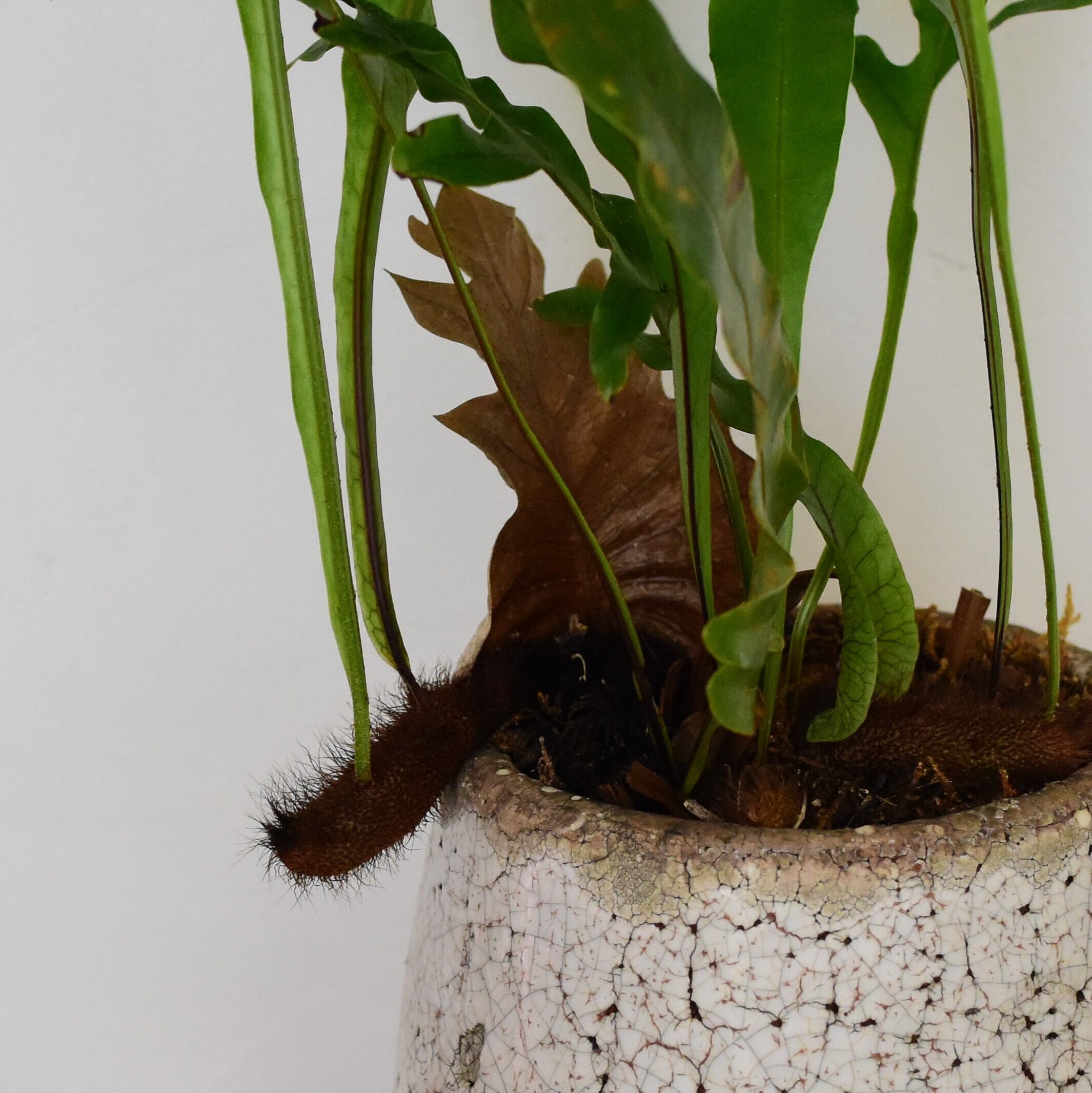 ドリナリア・クエルシフォリア 鉢植え | 宙花sorahana