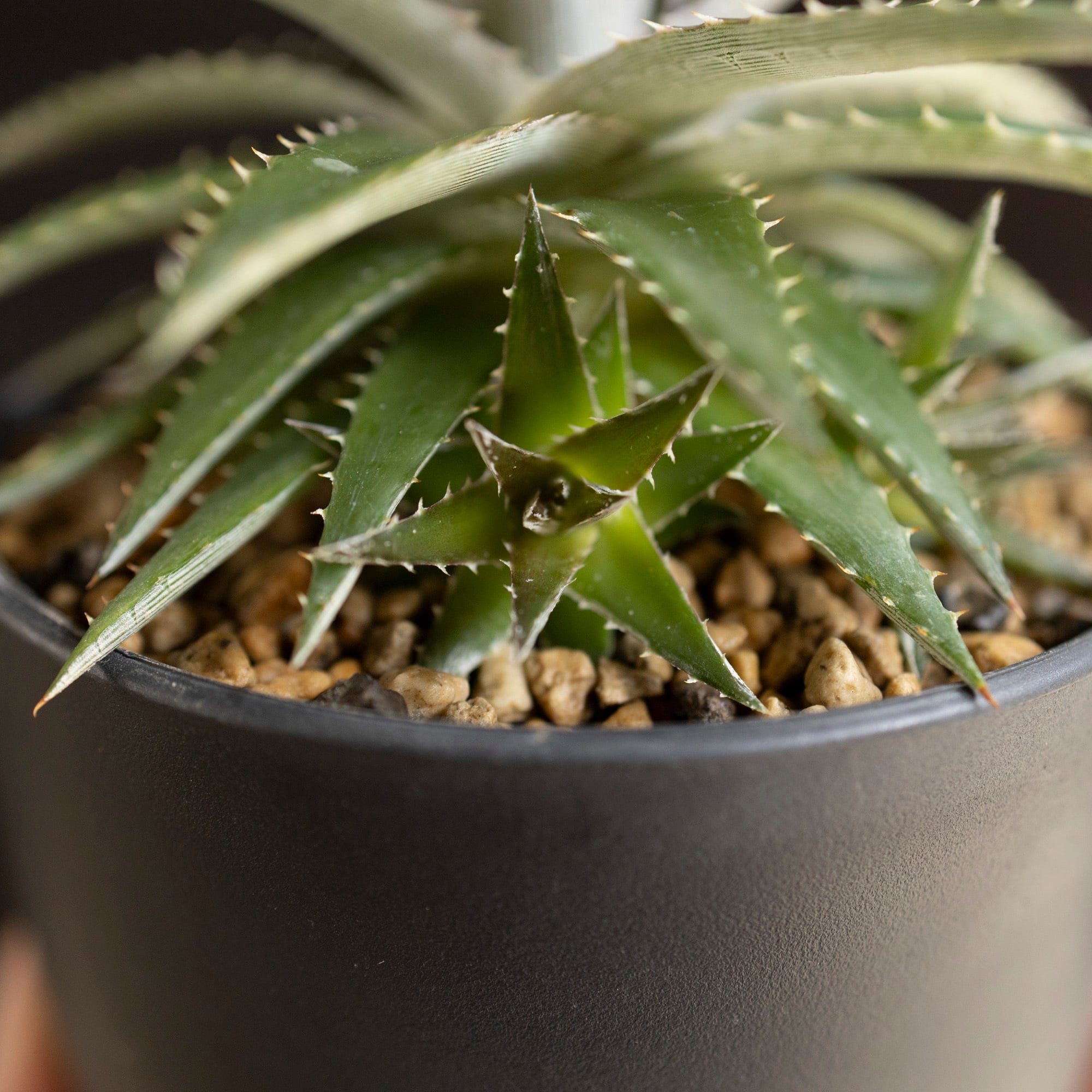 Dyckia ディッキア ハイブリッド 交配種 子株付き 多肉植物 サボテン