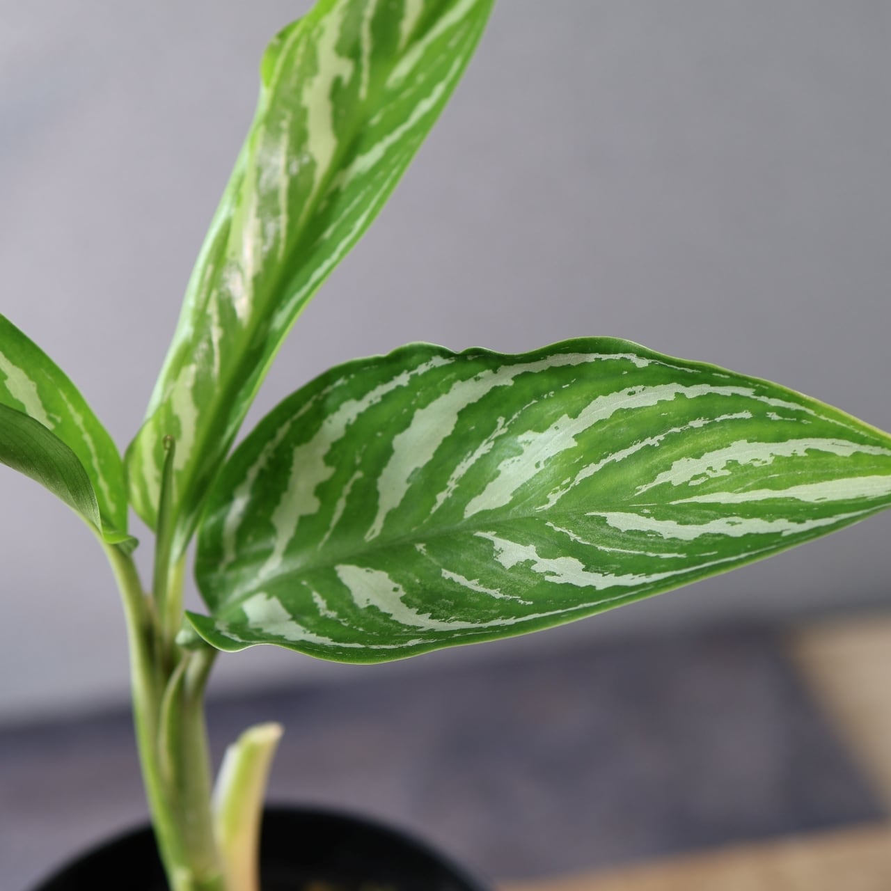 アグラオネマ ニチドゥム カーティシー 映画レオン Aglaonema nitidum Curtisii 本種のパターン違い レオンの劇中