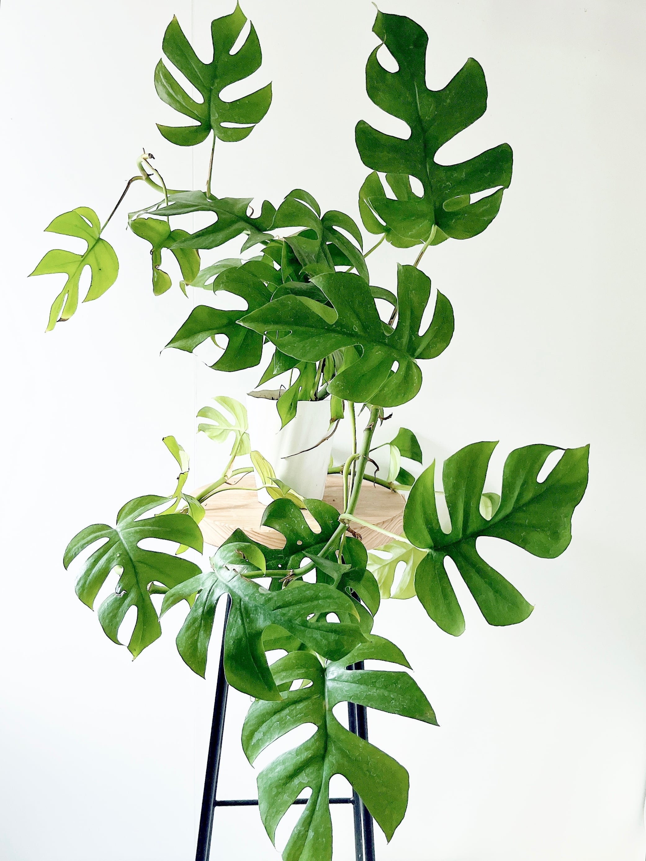 【超希少】フィカス リラータ イヴォンヌ 斑入りカシワバ 森尾花園さん＊calm 超希少】フィカス リラータ イヴォンヌ 斑入りカシワバ 森尾花園