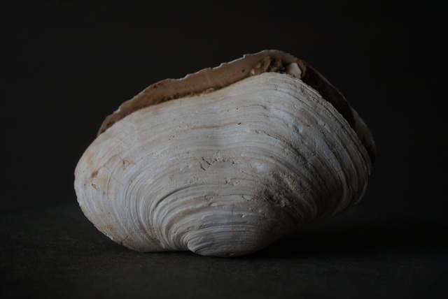 メリーランド州産二枚貝化石 Panopea americana 1660