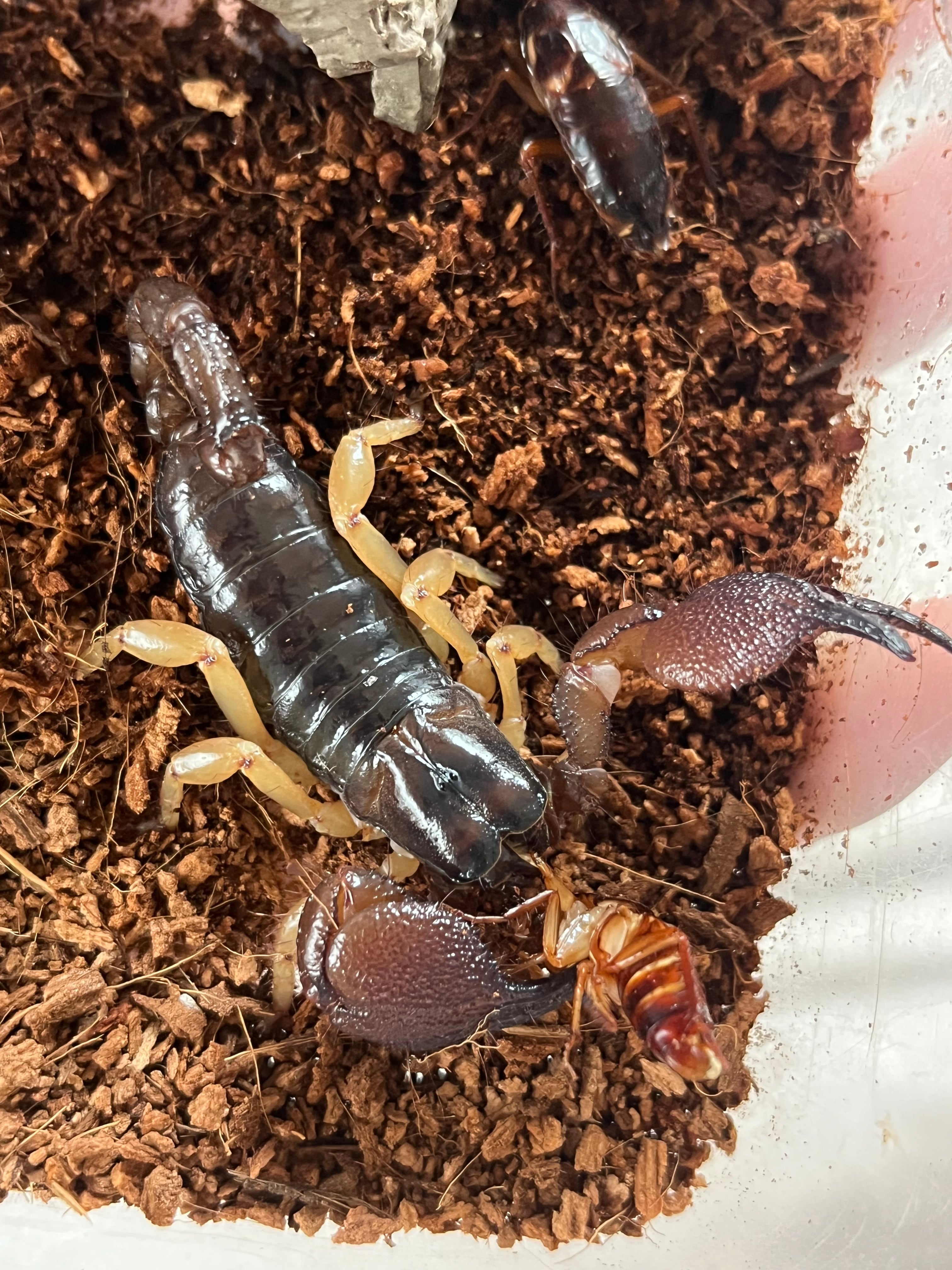 蠍固有種】インディアンブラックスコーピオンDeccanometrus latimanus