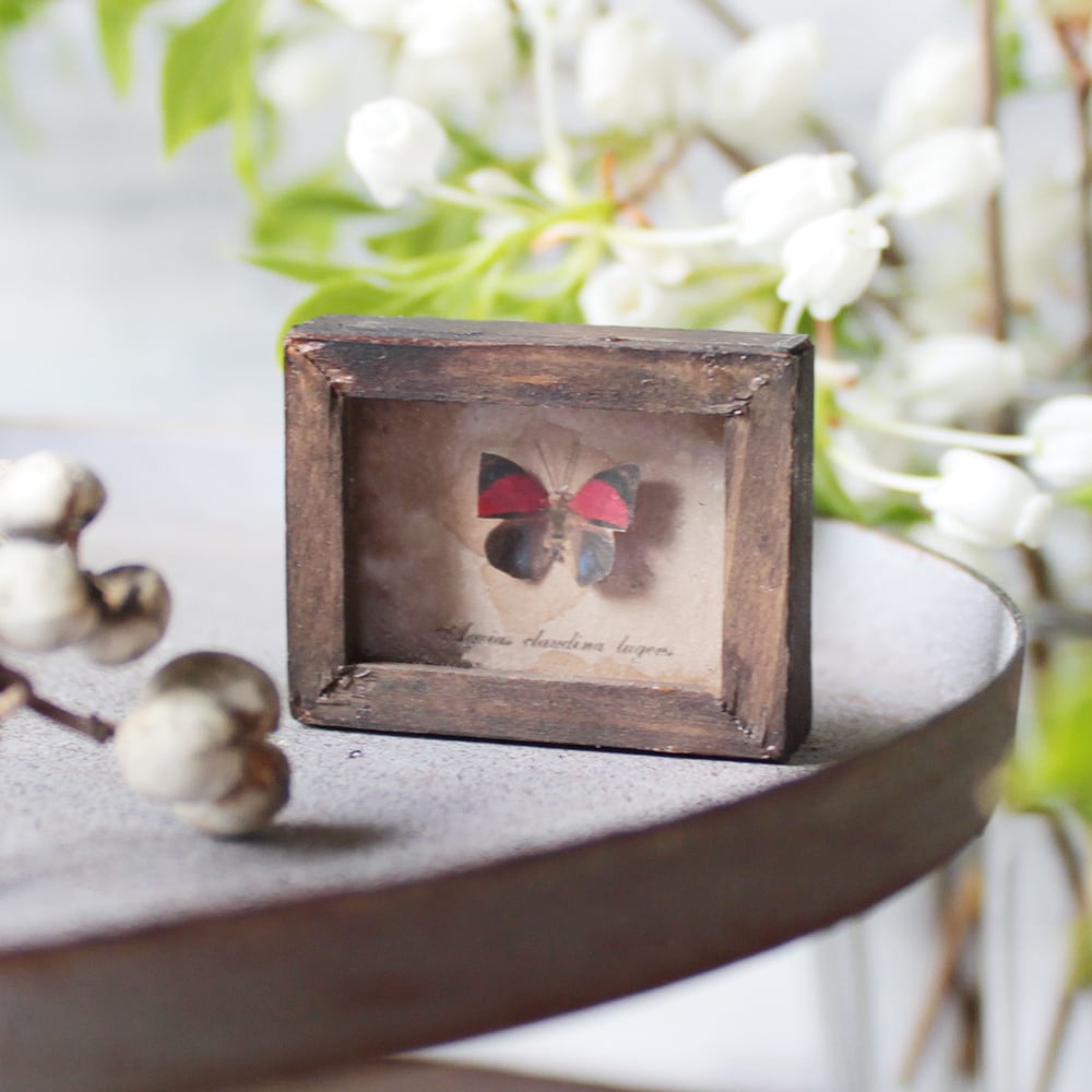 クラウディナ・ミイロタテハ/ペルー.Iquitos産【標本】 アグリアス（ミイロタテハ） 7頭セット Agrias sp. 〈Various