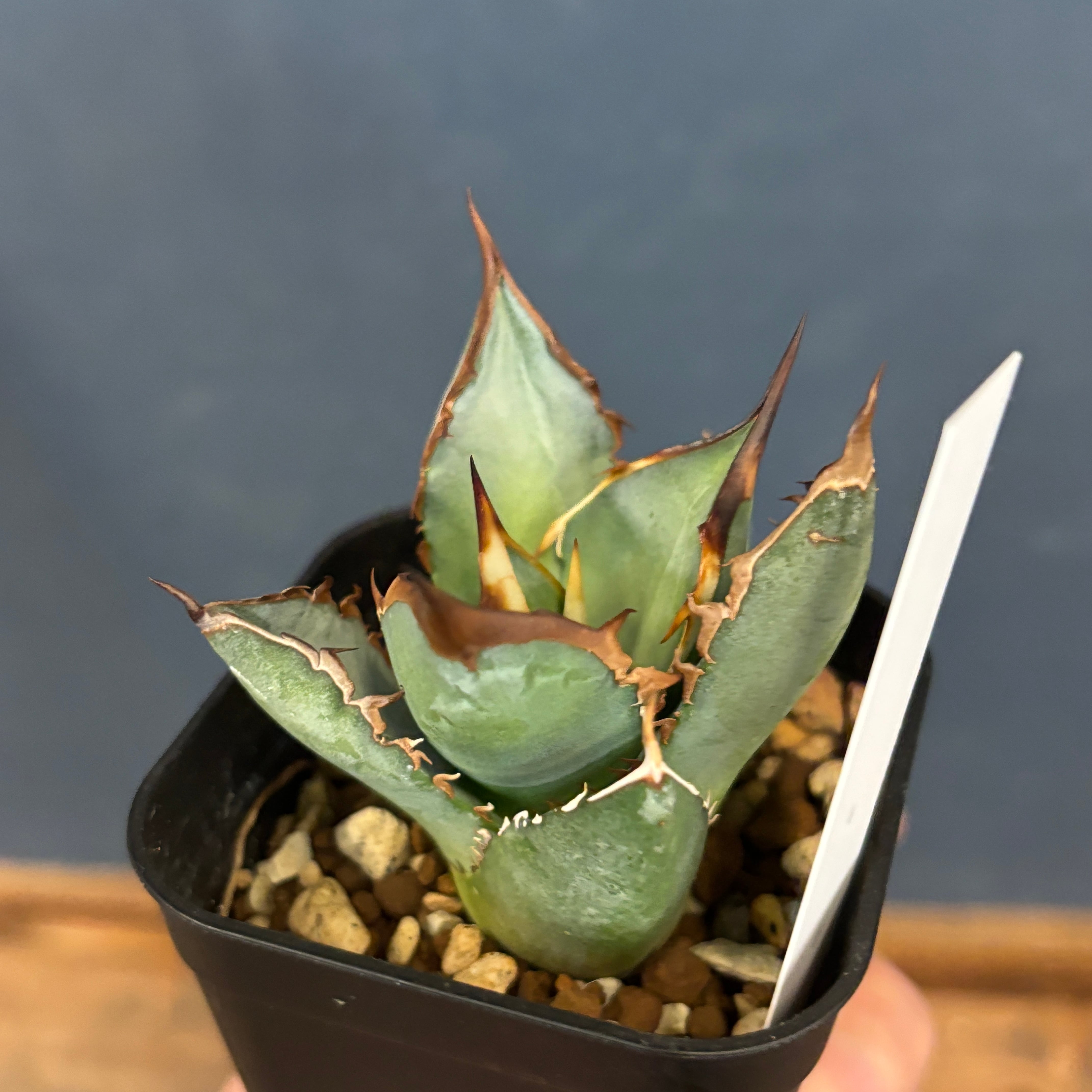 アガベ チタノタ ブレイズ【679】 | PROTOLEAF プロトリーフ