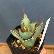 アガベ チタノタ ブレイズ【679】