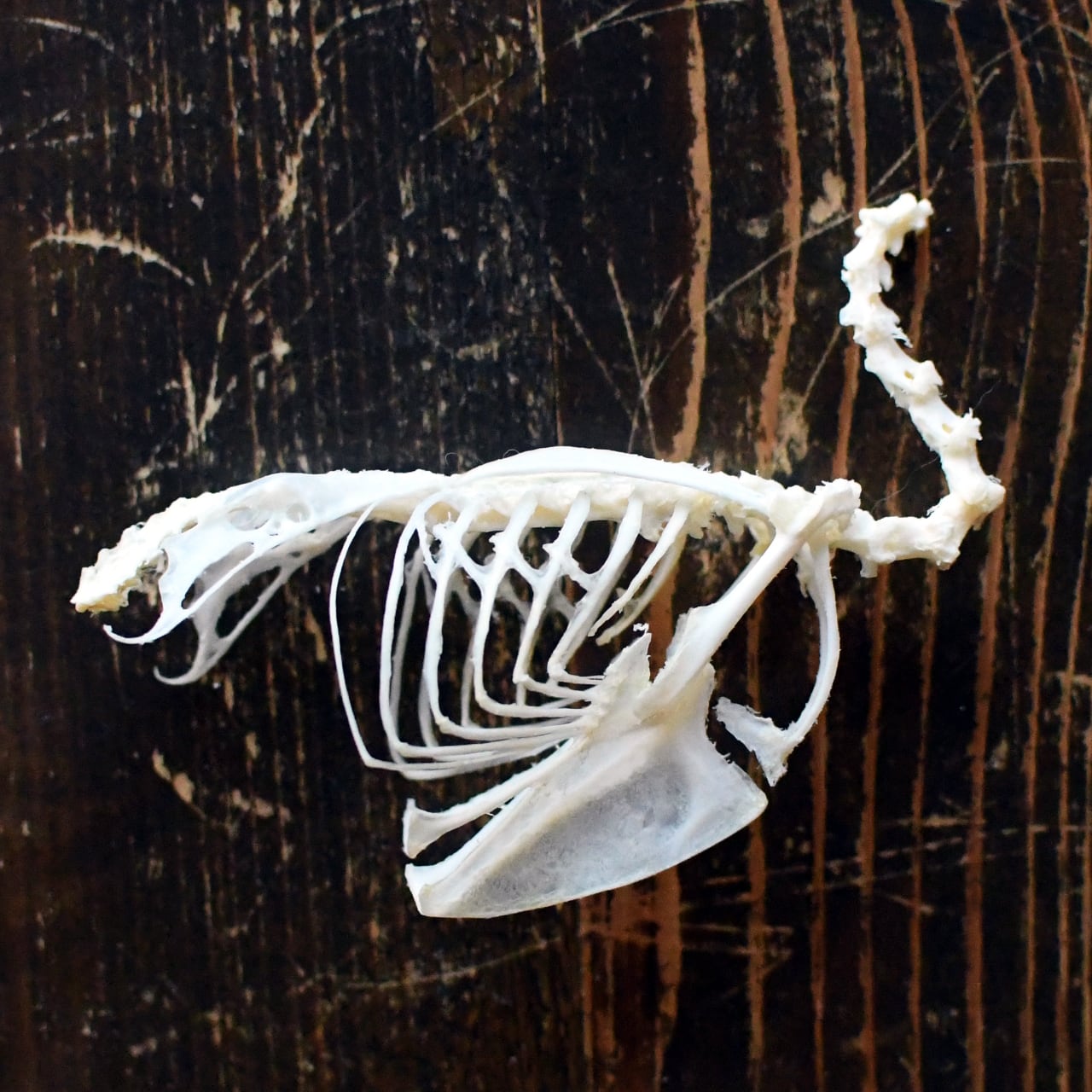 ハクビシンの腰椎・骨盤の骨格標本 | ほねとはね ONLINE SHOP