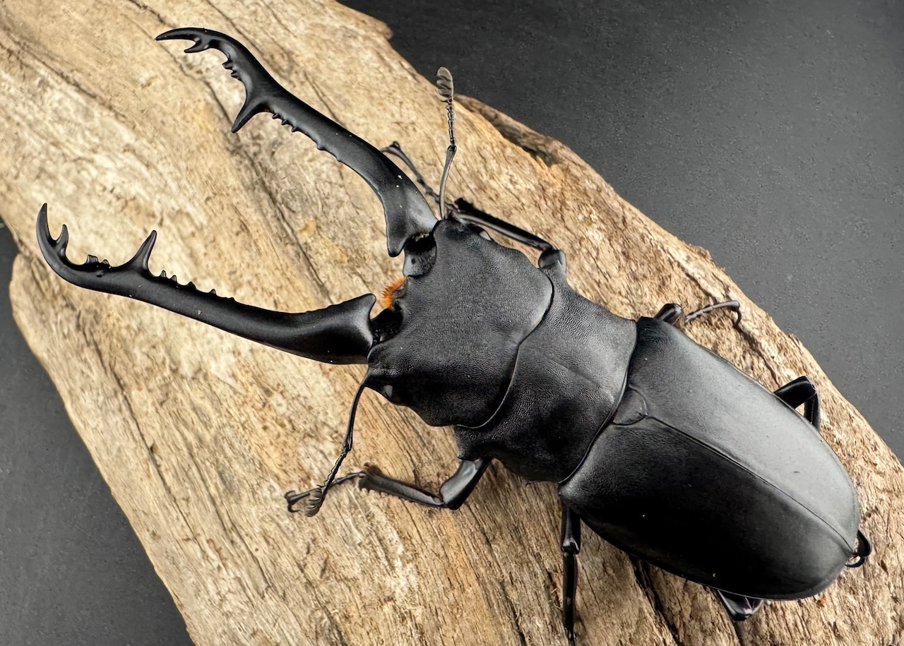 【WD】《 ギラファノコギリ亜種ケイスケ 97mm ♂単》