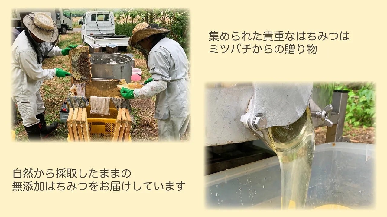 【ぷぅ太】クリーム百花蜜 　500g　2本 百花はちみつ・もちの木はちみつ 食べくらべ大容量の2本セット！ 内容