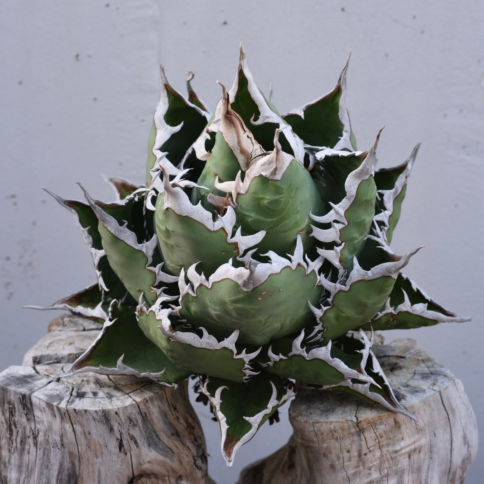 Agave titanota Wabi チェリーボム 13cm(子株付） | wabi