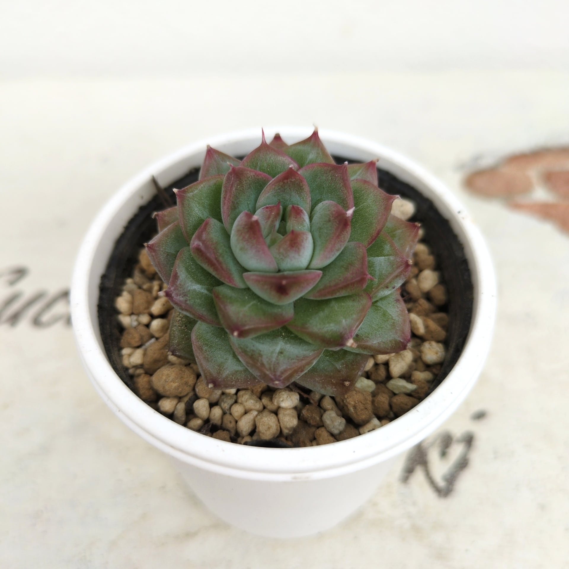 多肉植物 スノーフェイス 抜き苗 | Pay ID