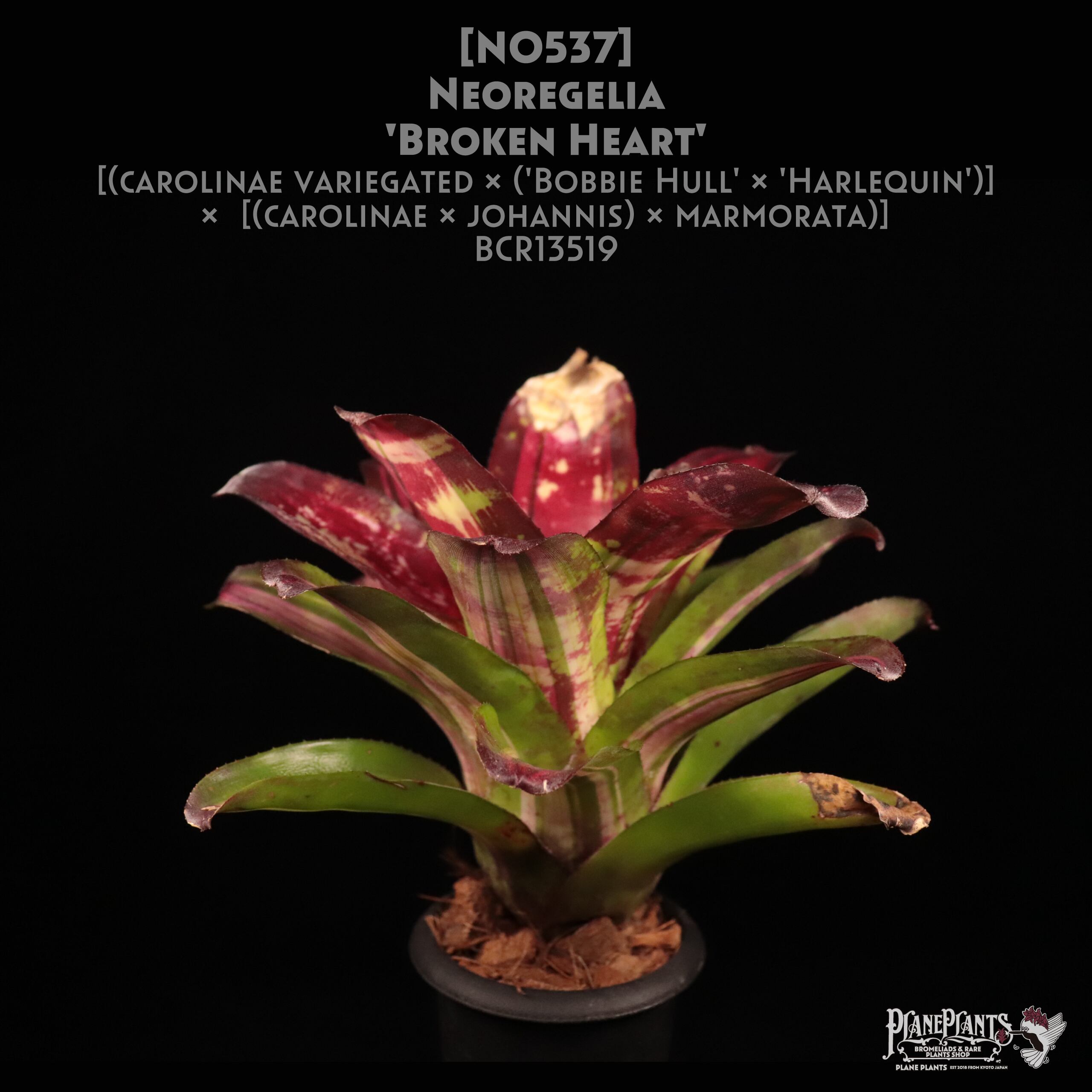 送料無料】Neoregelia 'Broken heart'〔ネオレゲリア〕現品発送N0537