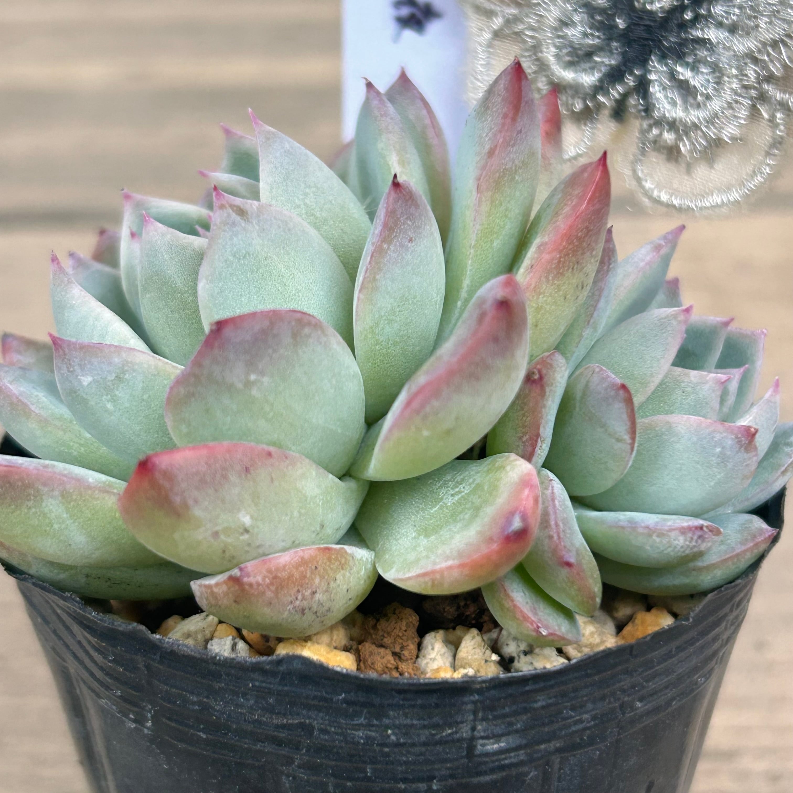 花月夜 | RuPo 多肉植物専門店