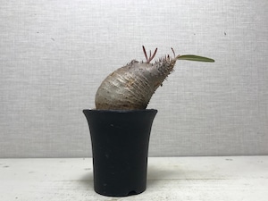 パキポディウム グラキリス