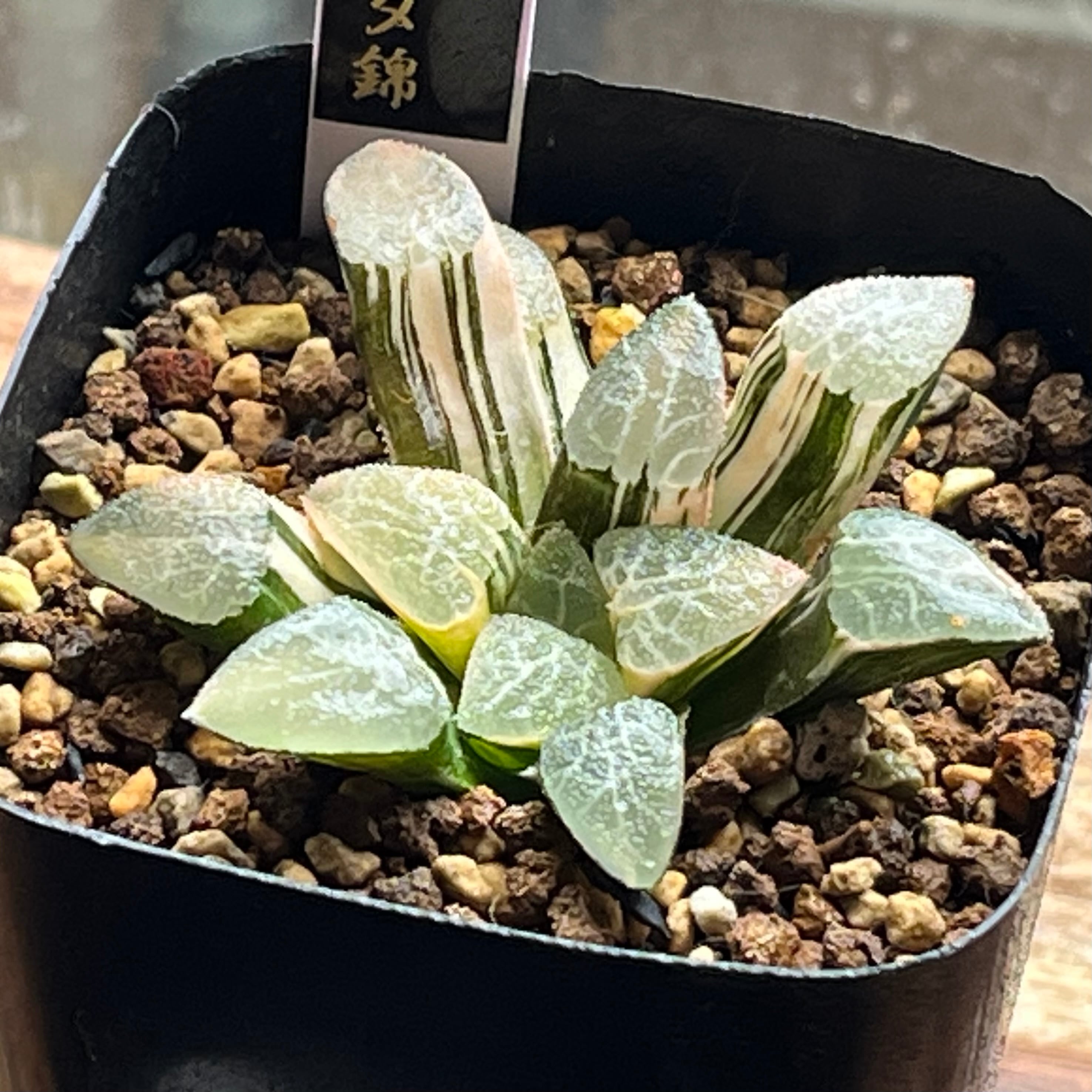 ハオルチア 水晶コンプト101 ③ | mocono_plants
