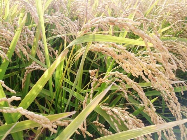 7年産 北海道産米 ななつぼし 20kg(5kg☓4) 送料無料 精米 | 北海道 米