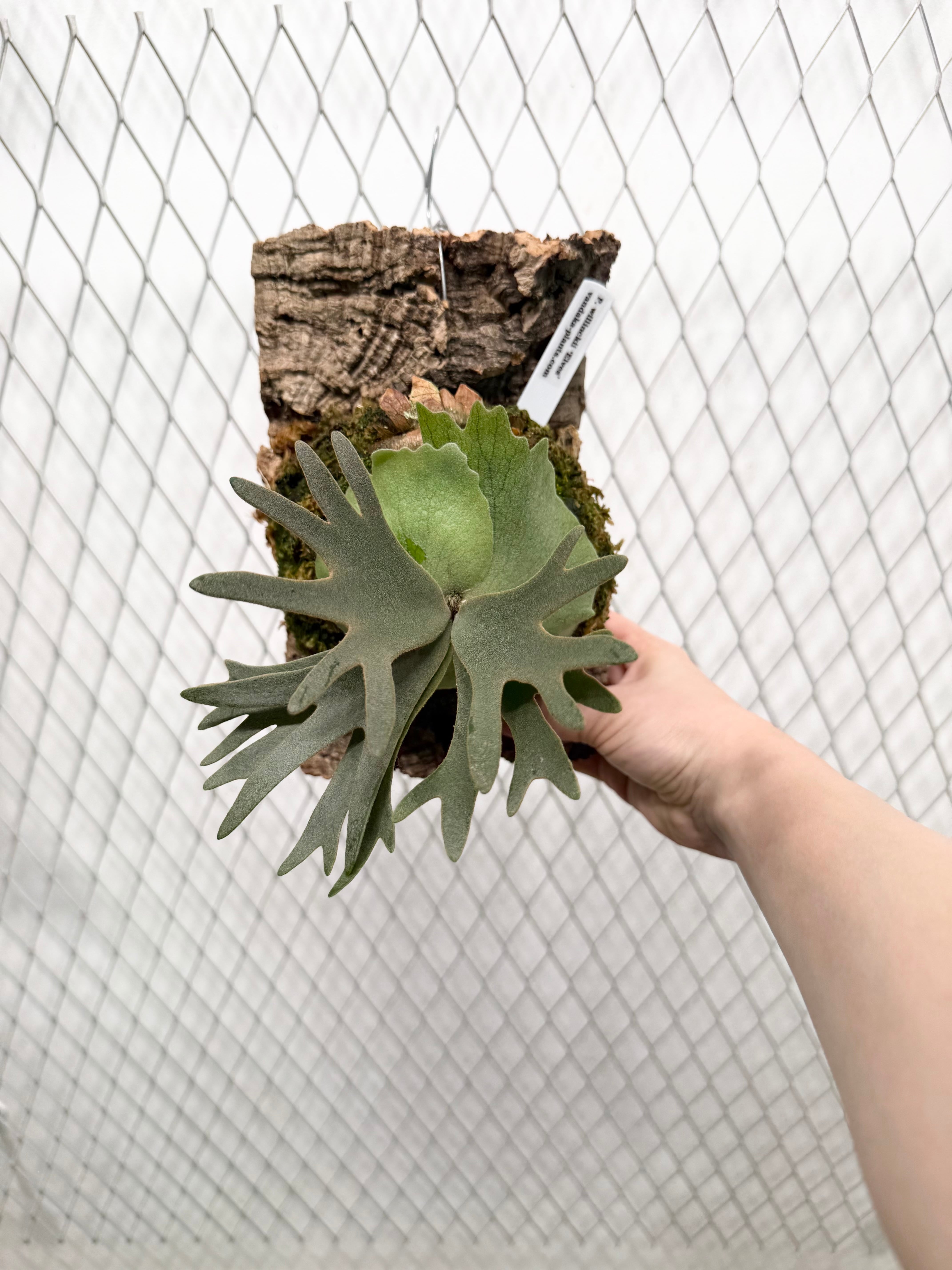 a) P. willinckii 'Elves' ビカクシダ ウィリンキー 'エルベス