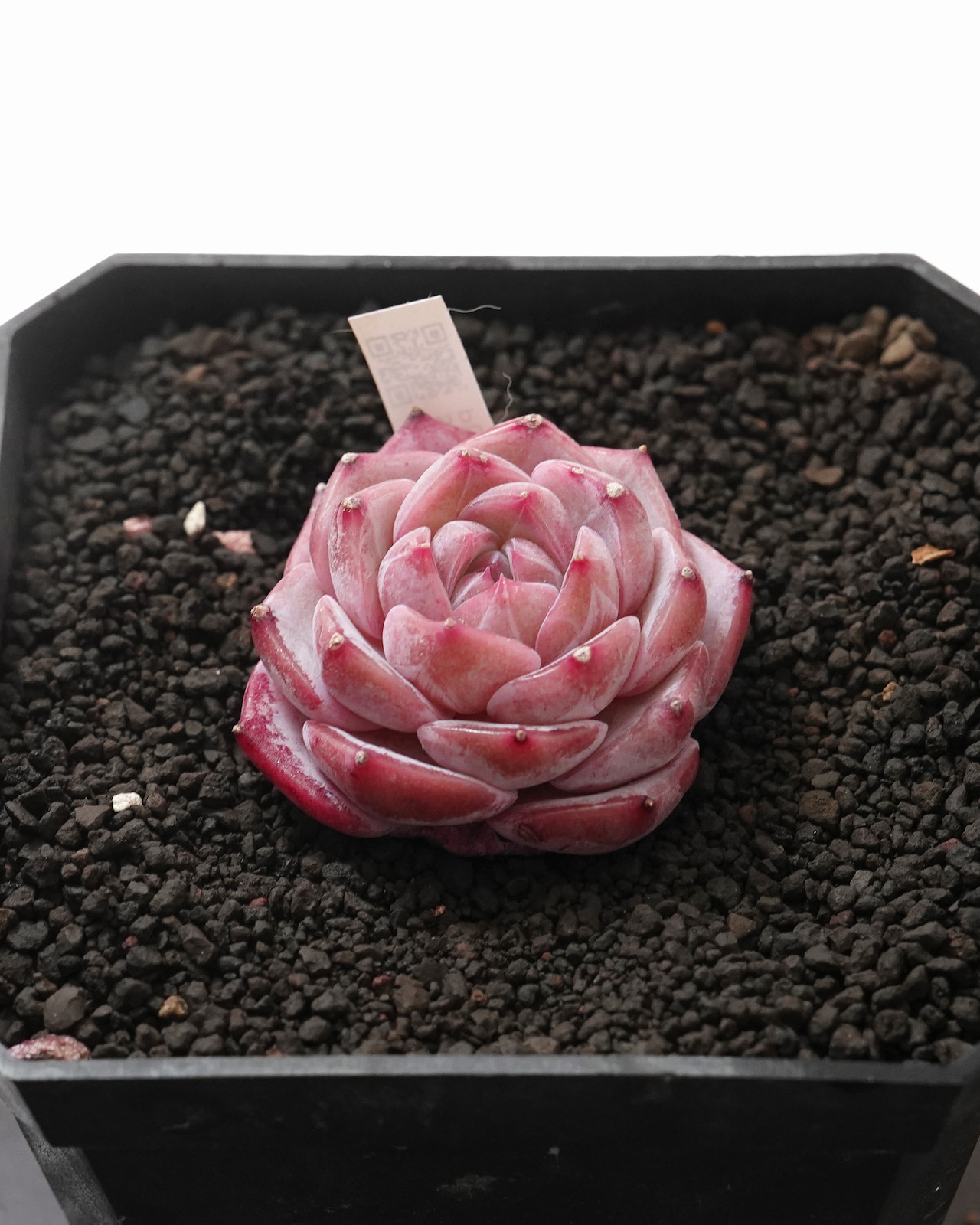 発根済カット苗 リリス Echeveria 'Lilith'