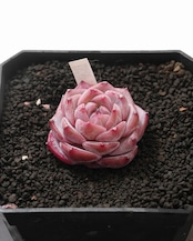 発根済カット苗 リリス Echeveria 'Lilith'