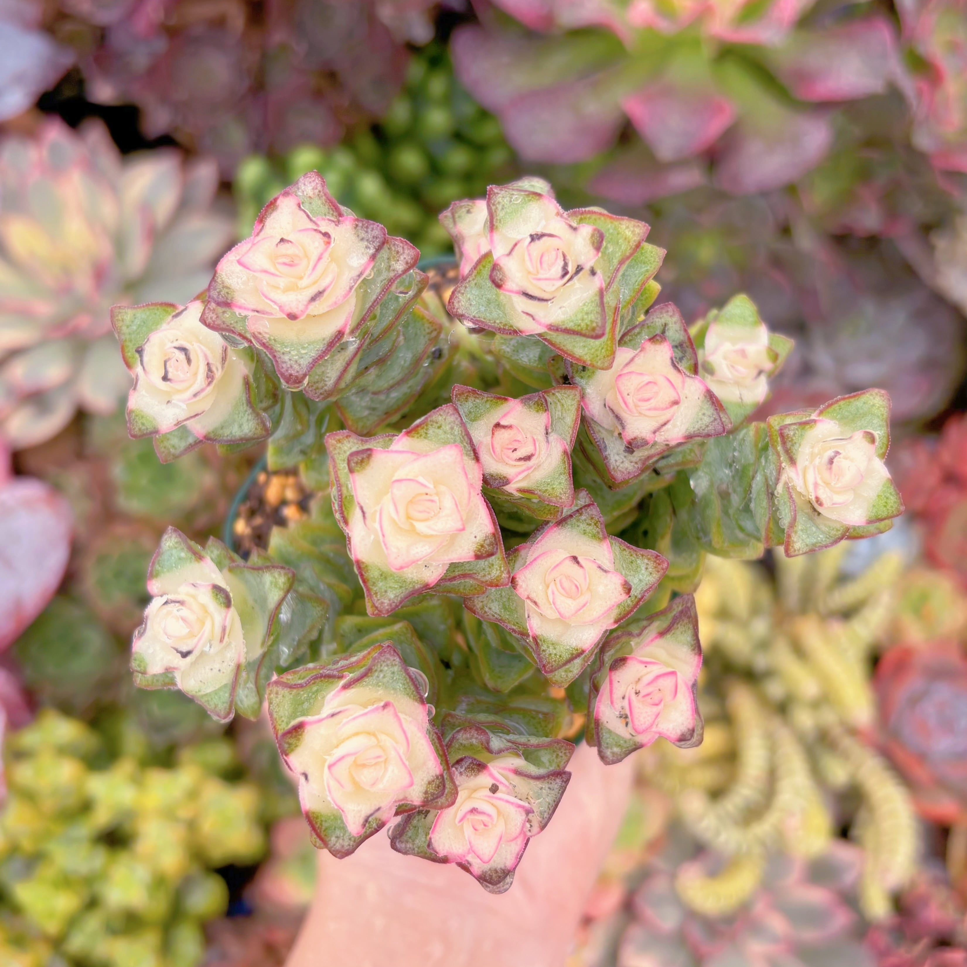 現品　 星王錦#B66　新入荷　るる農園