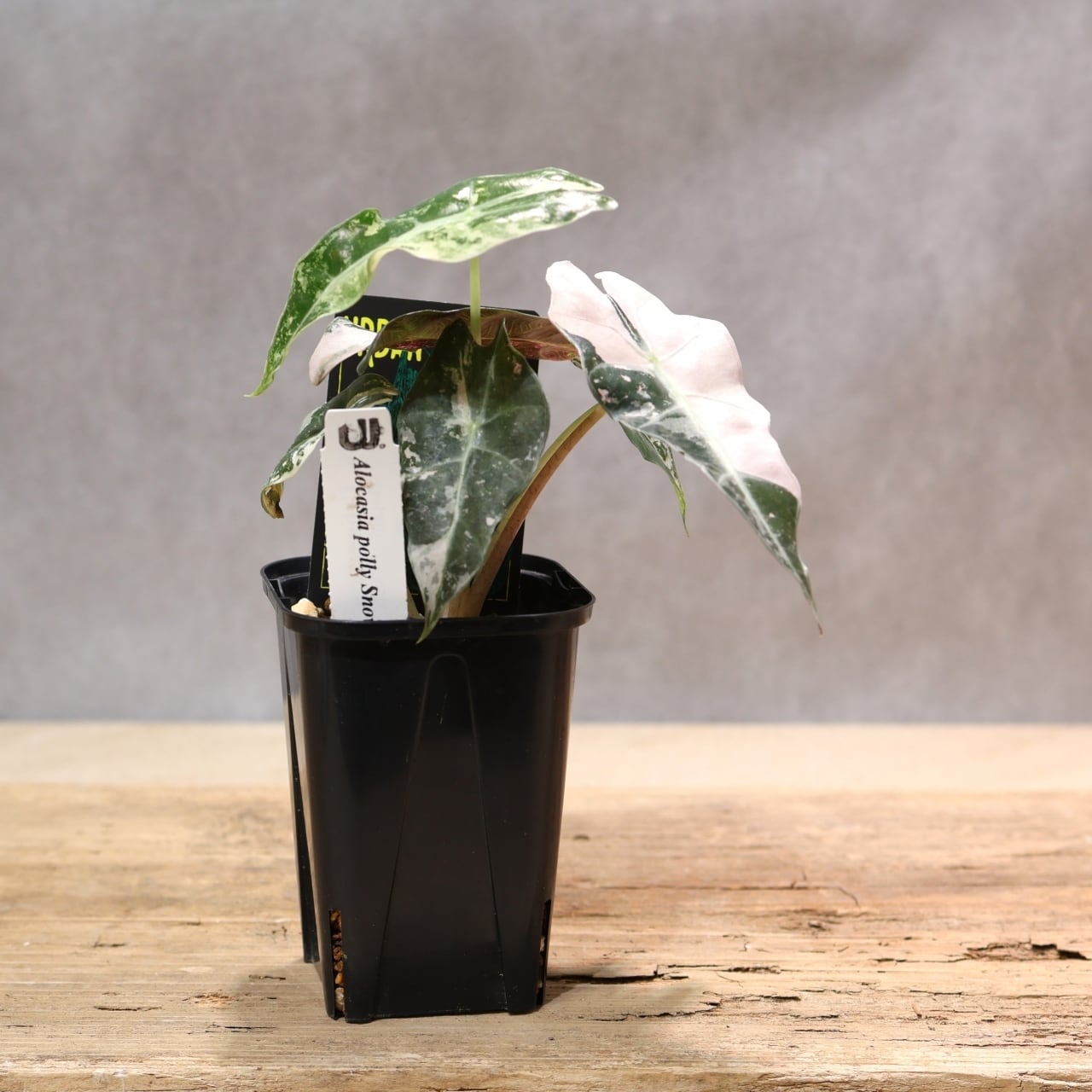 332 雪の結晶をまとう『アロカシア 5 Alocasia polly Snowflake