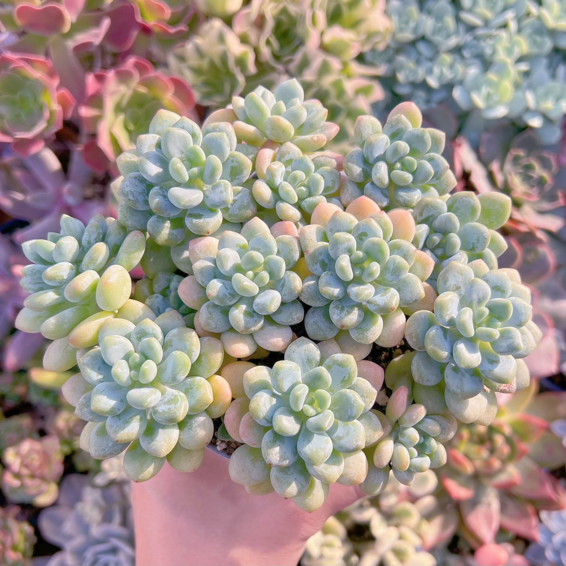 現品　キャビア#637　特大群生　新入荷