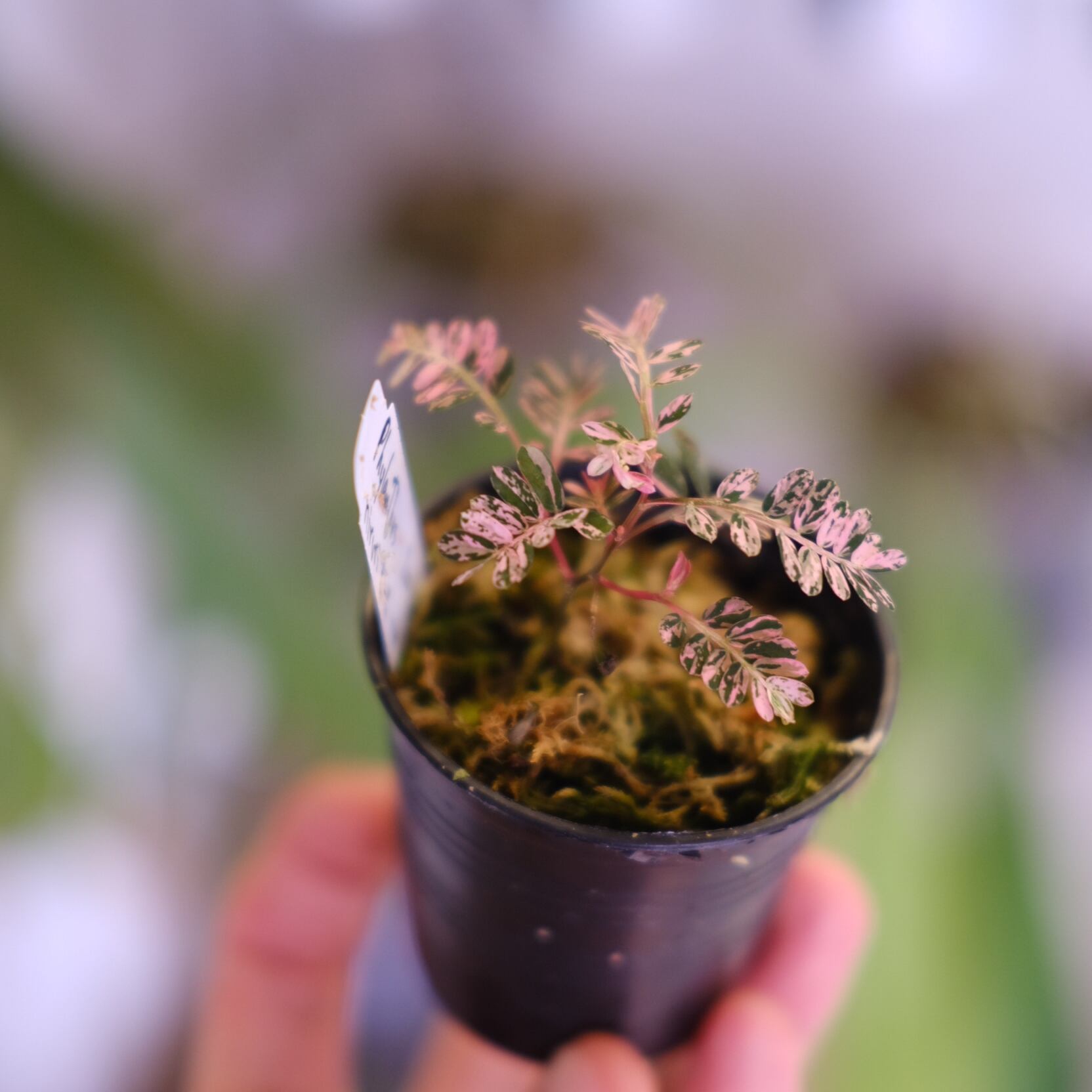 Phyllanthus urinaria 'Pink Variegated'│フィランサス・ウリナリア