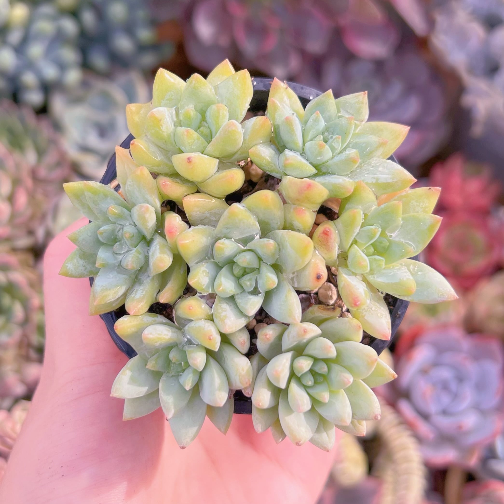 現品　樹氷#281　るる農園