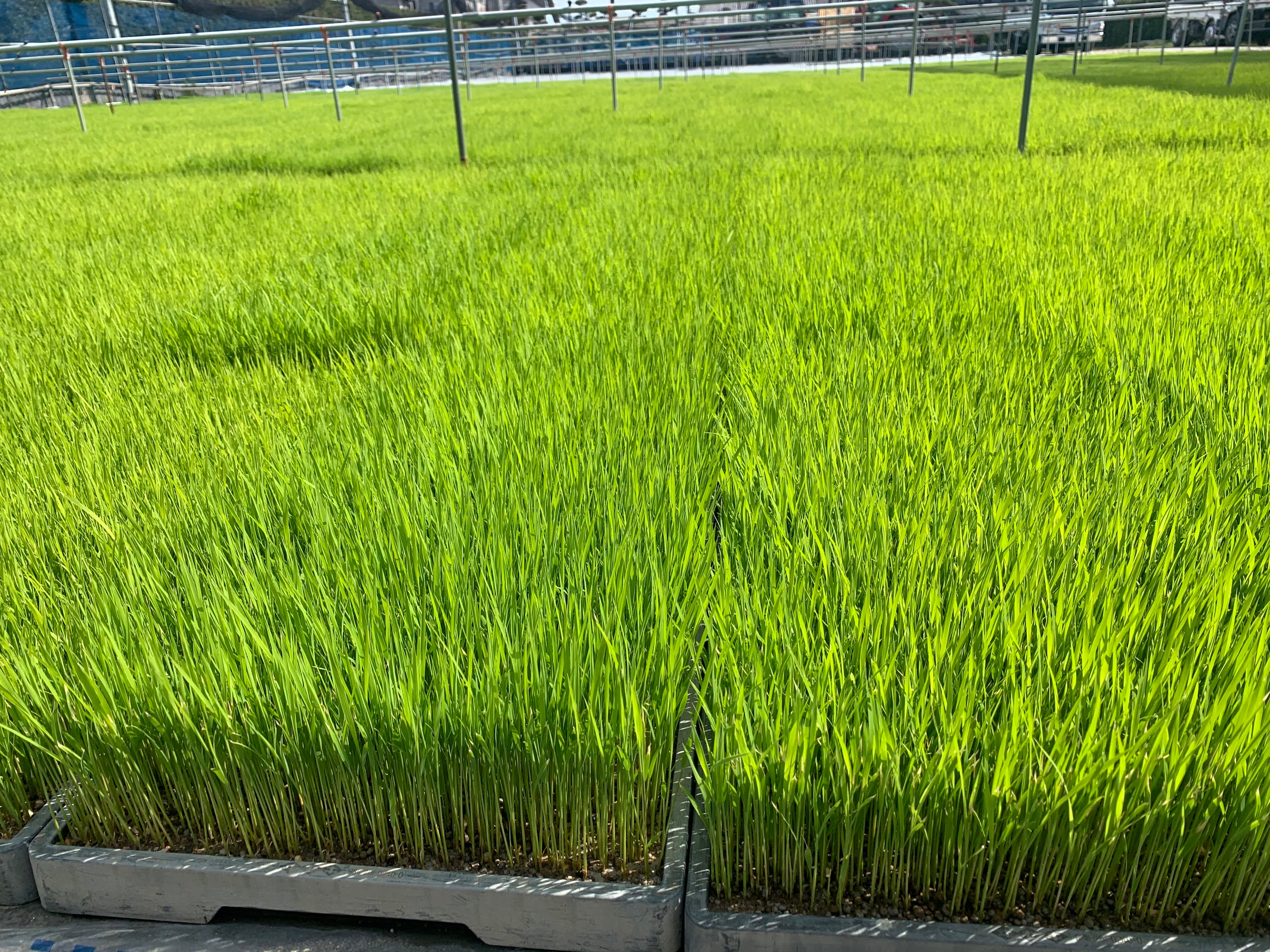 無農薬栽培米2kg『つちのおと』あいちのかおり【精米済】（酵素ミネラル農法）愛知県産【令和7年産】