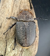 《ヘラクレス・ヘラクレス 145mm ペア》