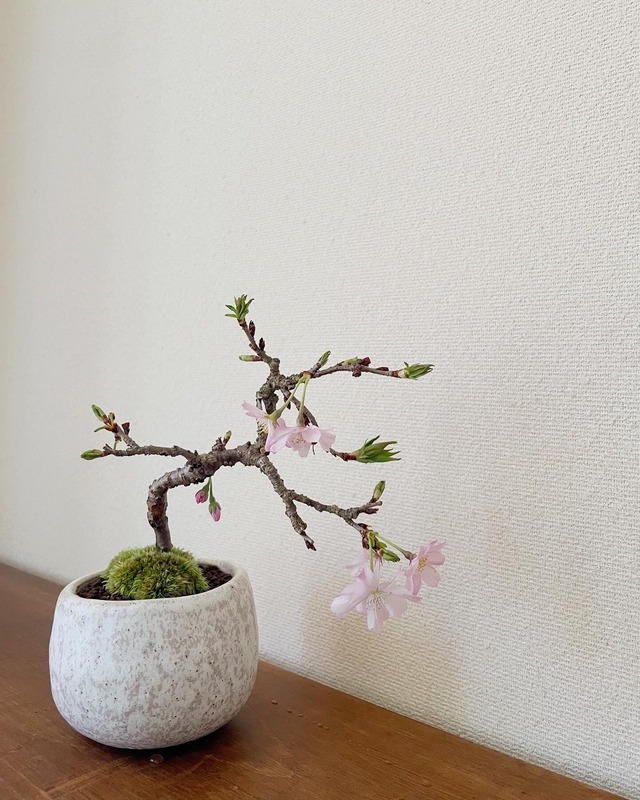 盆栽　旭山桜