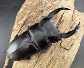 《オオクワガタ 能勢YG血統 77mm ペア》