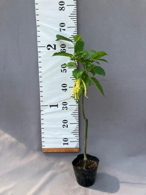鉢花 | 日本ライン花木センター