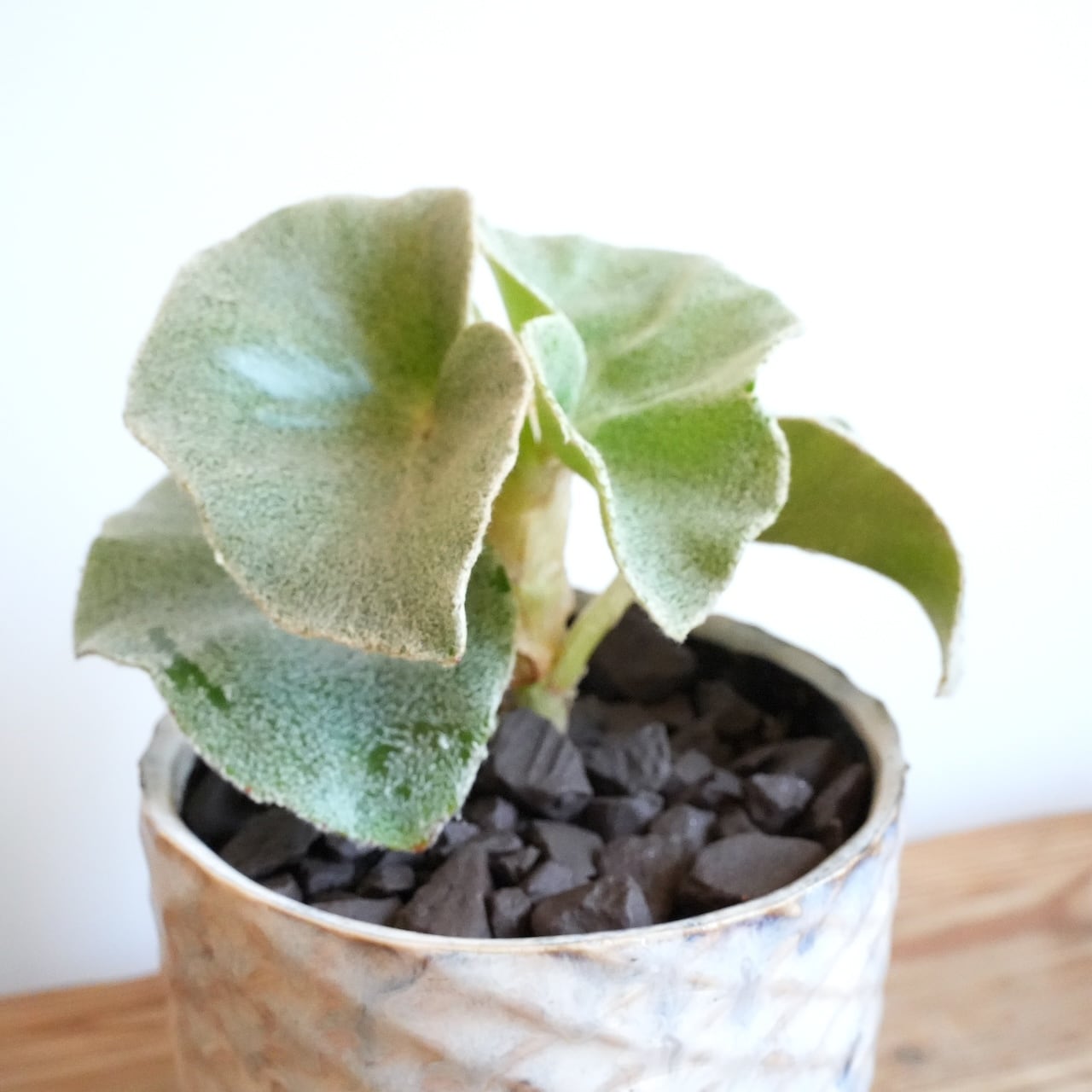送料込み】観葉植物 ベゴニア ベノーサ 4号サイズ 陶器鉢 | 草陽香