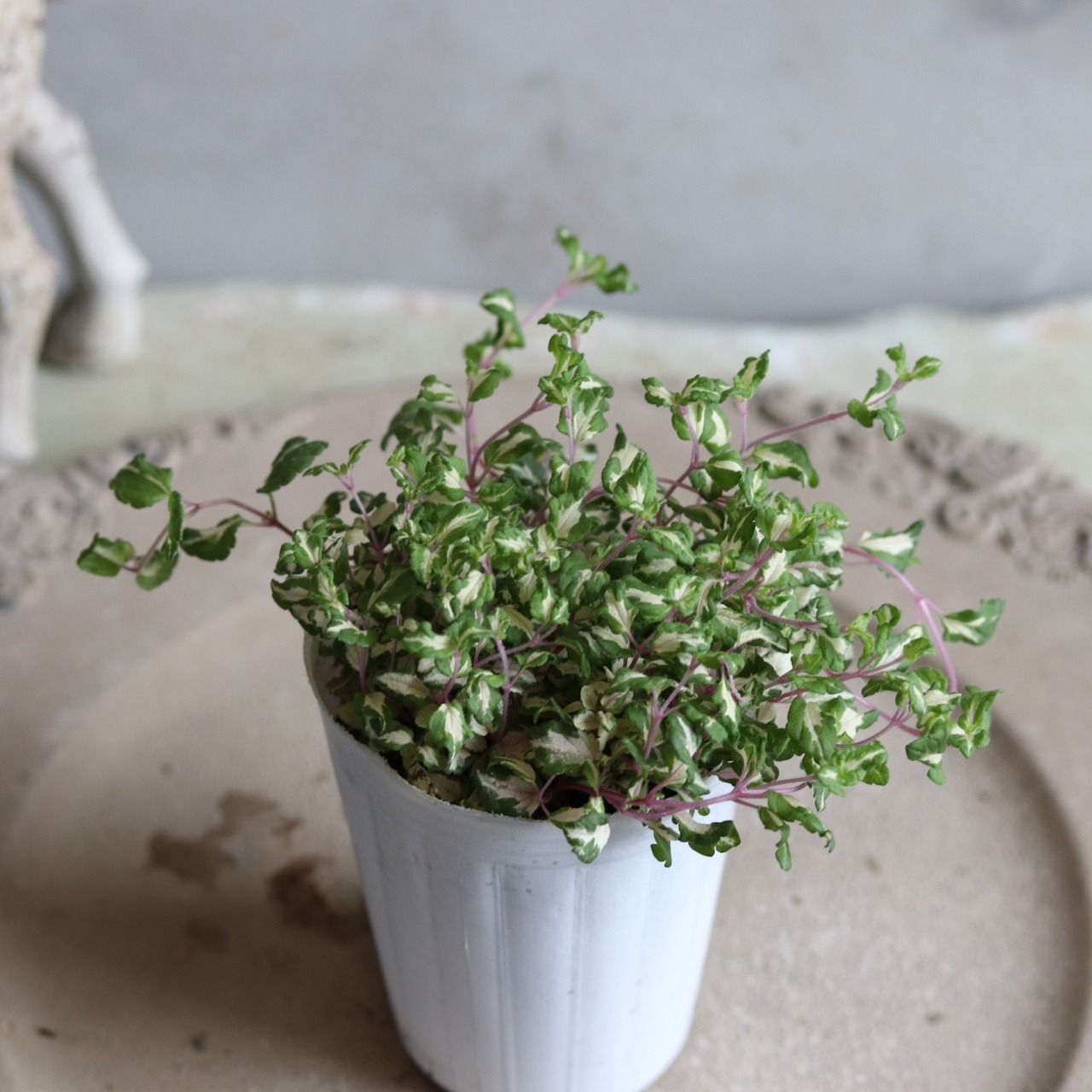 ベロニカレッドラインコンパクター　寄せ植えにオススメ　カラーリーフ　庭、花壇にオススメ　丈夫　初心者にオススメ　