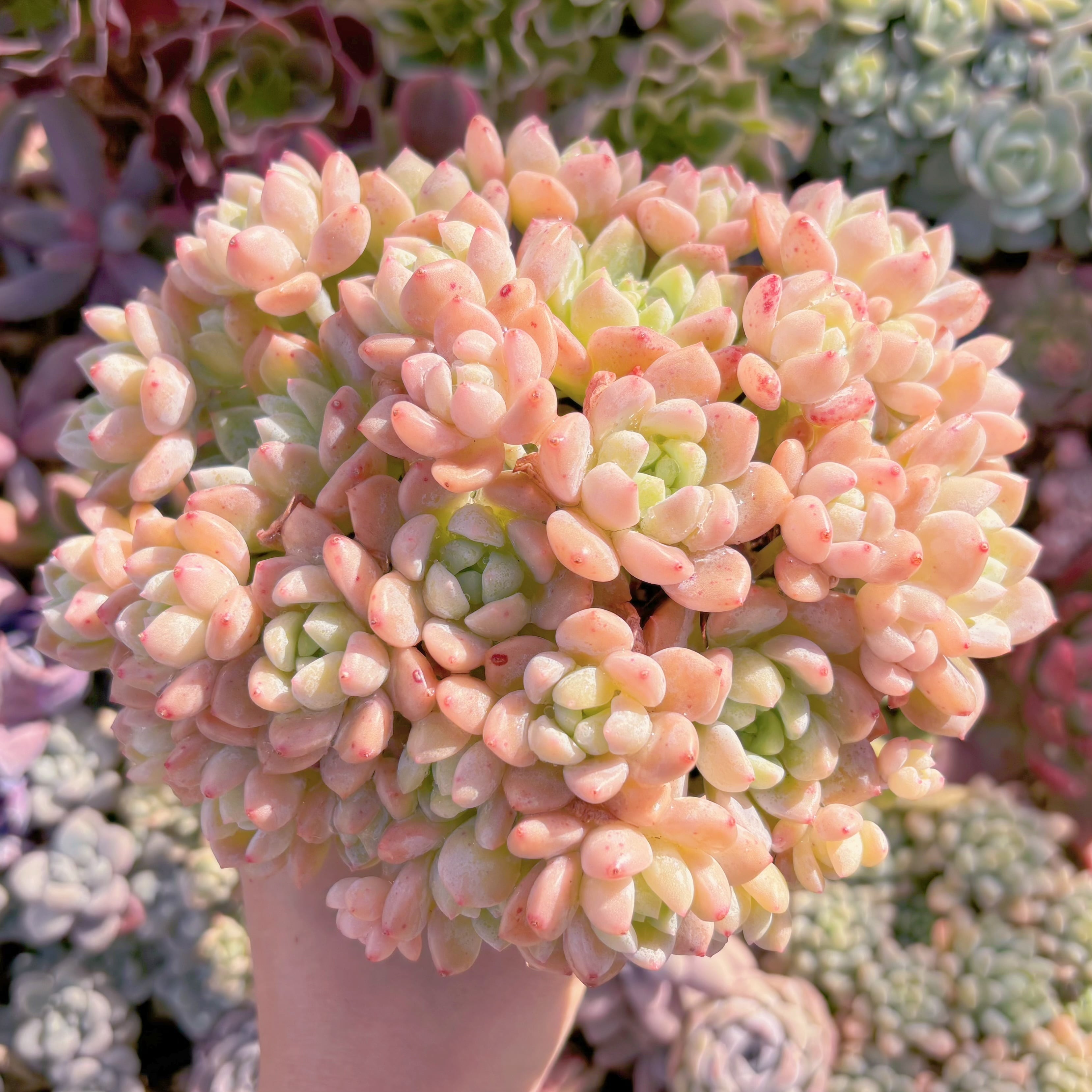 現品　プロリフェラxラウル#768　特大群生　るる農園