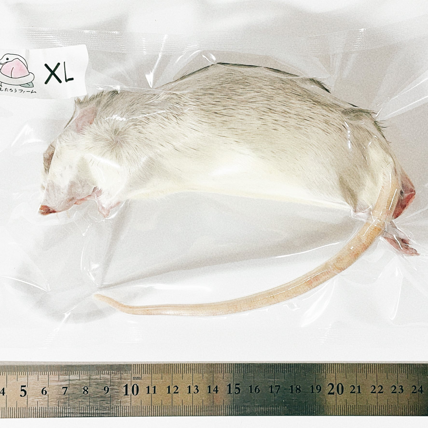 国産冷凍マウス アダルトM 20匹(地域限定送料無料) - 爬虫類・両生類のエサ