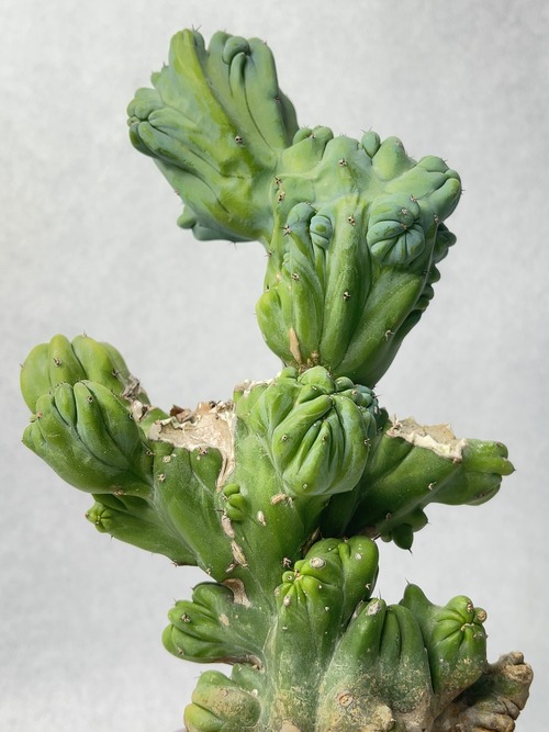 ミルチロカクタス・竜神木綴化