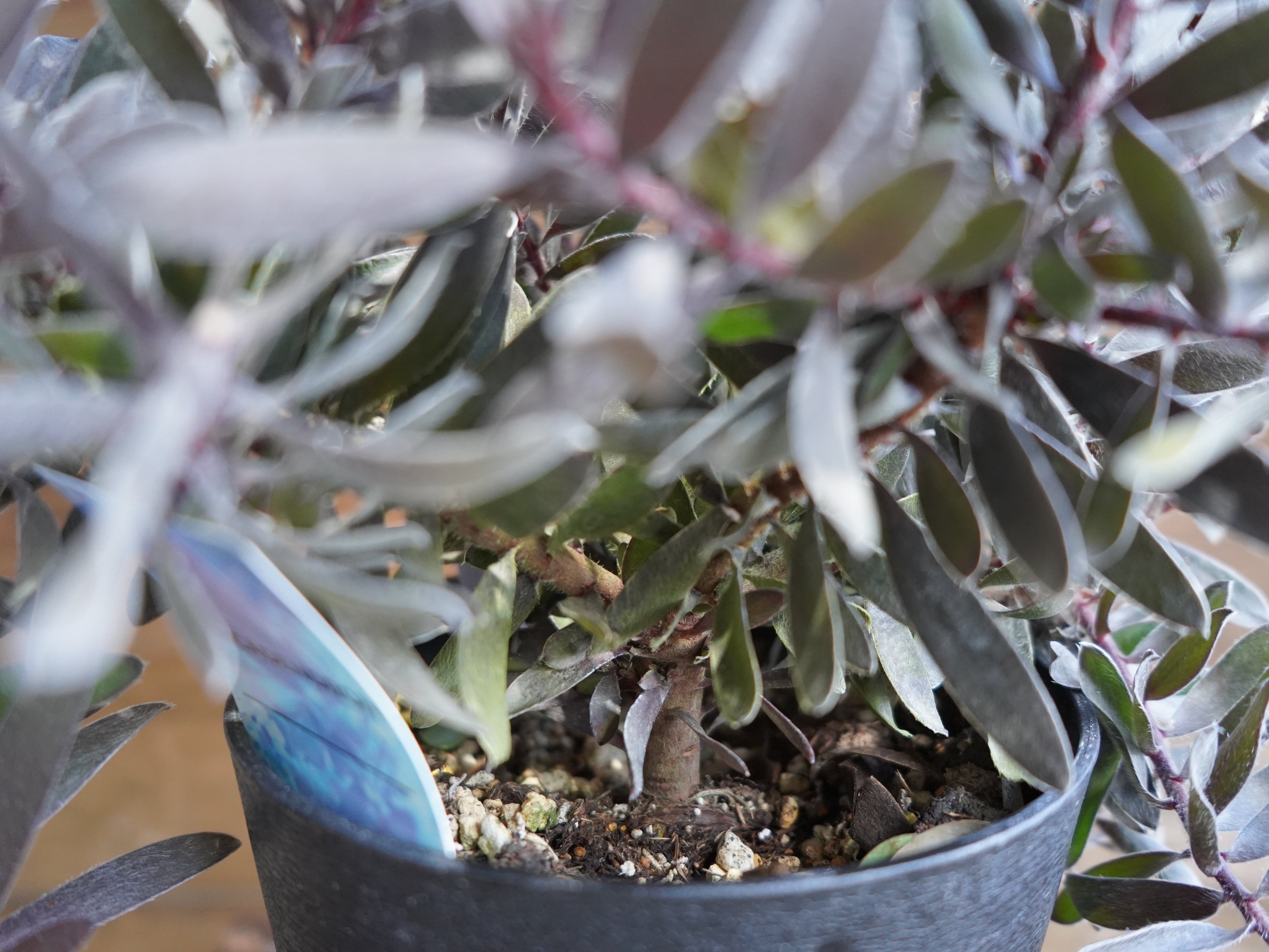 【現物】リューカデンドロン　”デュリフ”　B