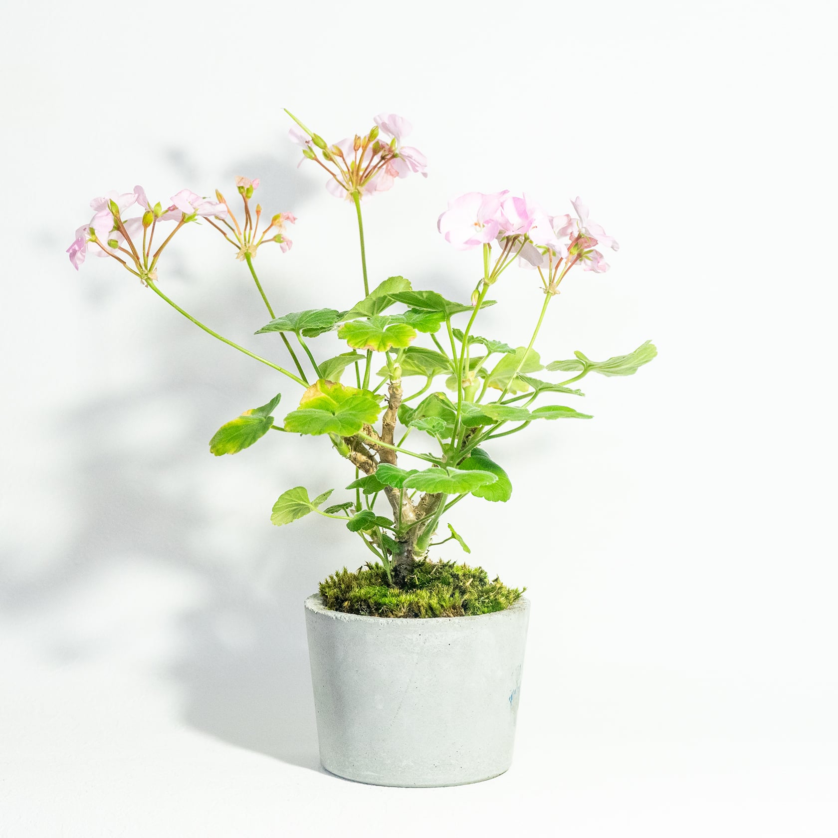 お庭やベランダで育てるゼラニウムとシッポゴケの鉢植え｜無機質でどんな場所とも相性のいい手作りモルタル鉢｜送料全国一律850円