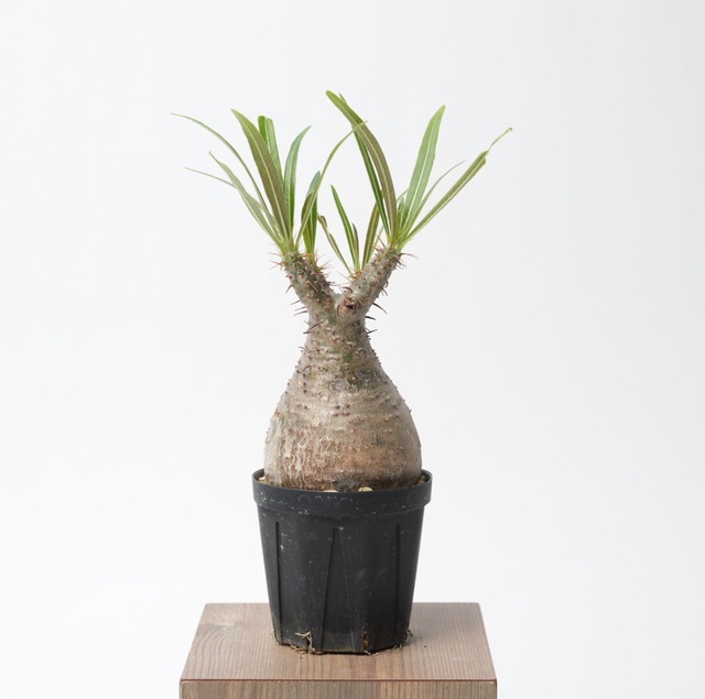 パキポディウム グラキリス no.3〈発根済み〉