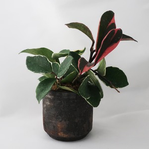 鳥居明生  plant pot/no,20 ホヤリップカラー