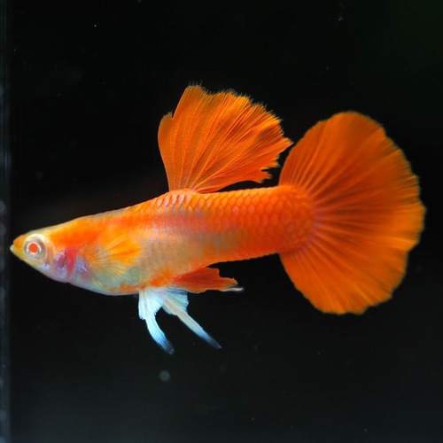 【セール】RREAレッドテールタキシード　若魚2ペア
