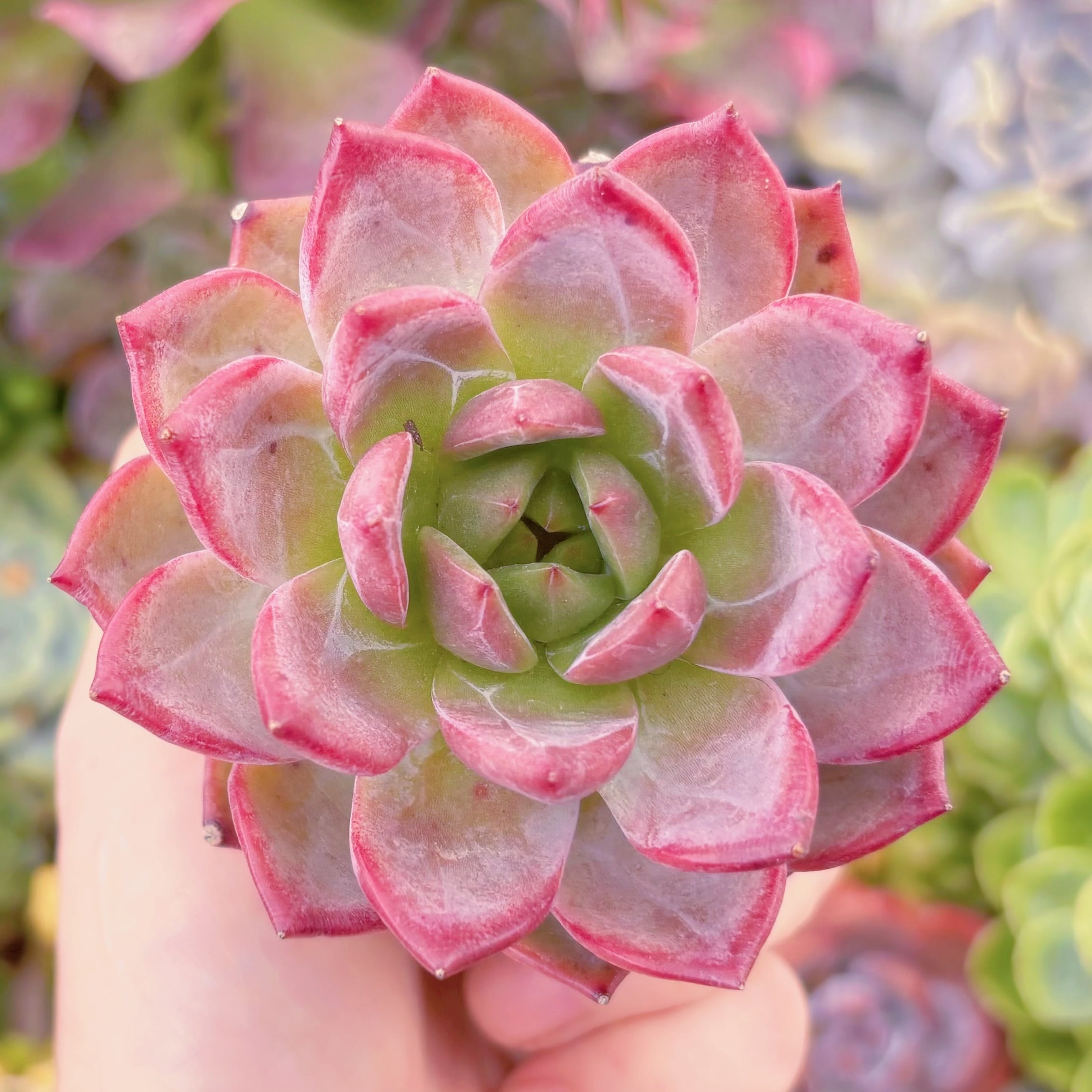 現品　黒武士#877　るる農園