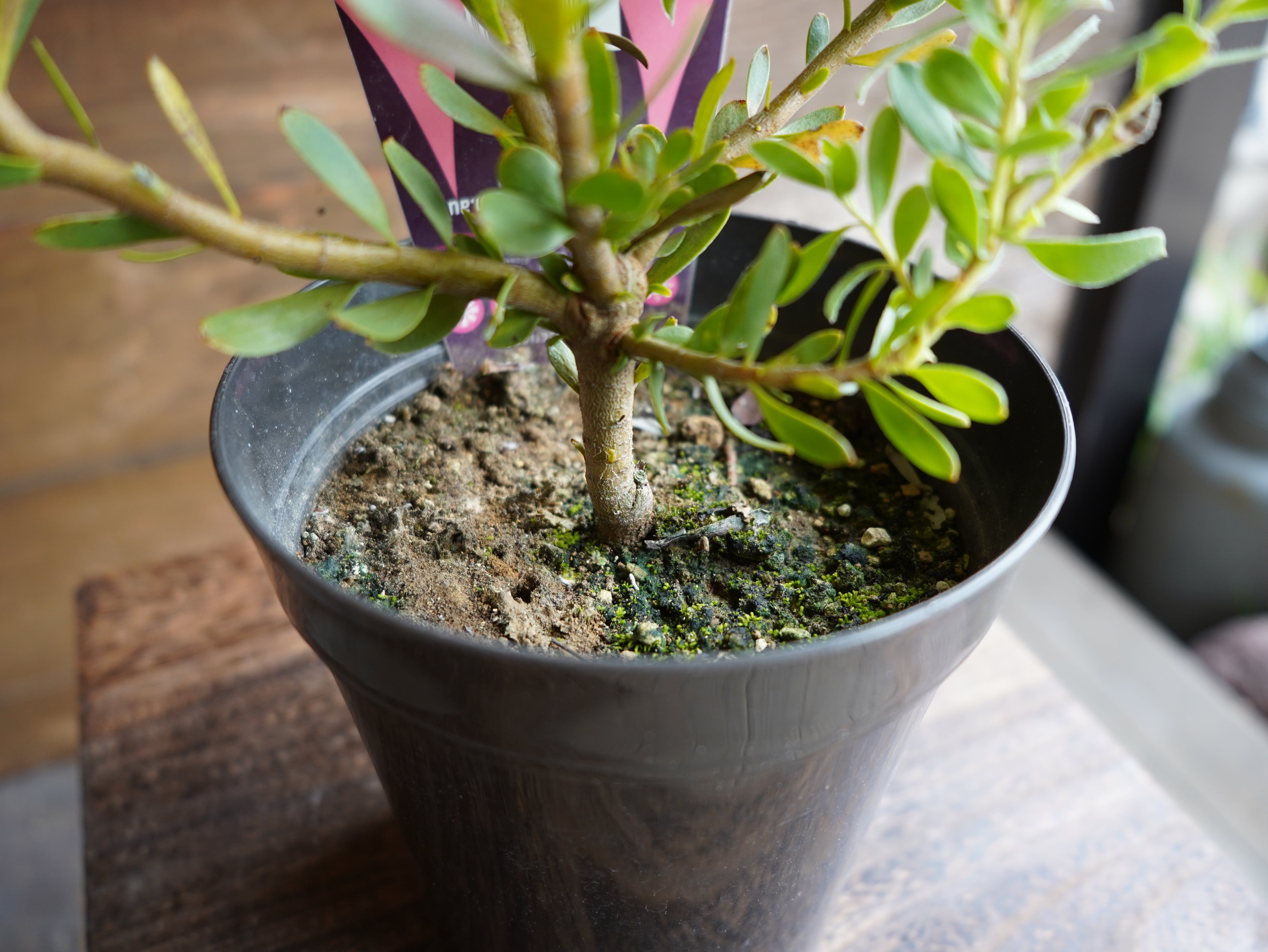 【現物】リューカデンドロン　”Harvest”