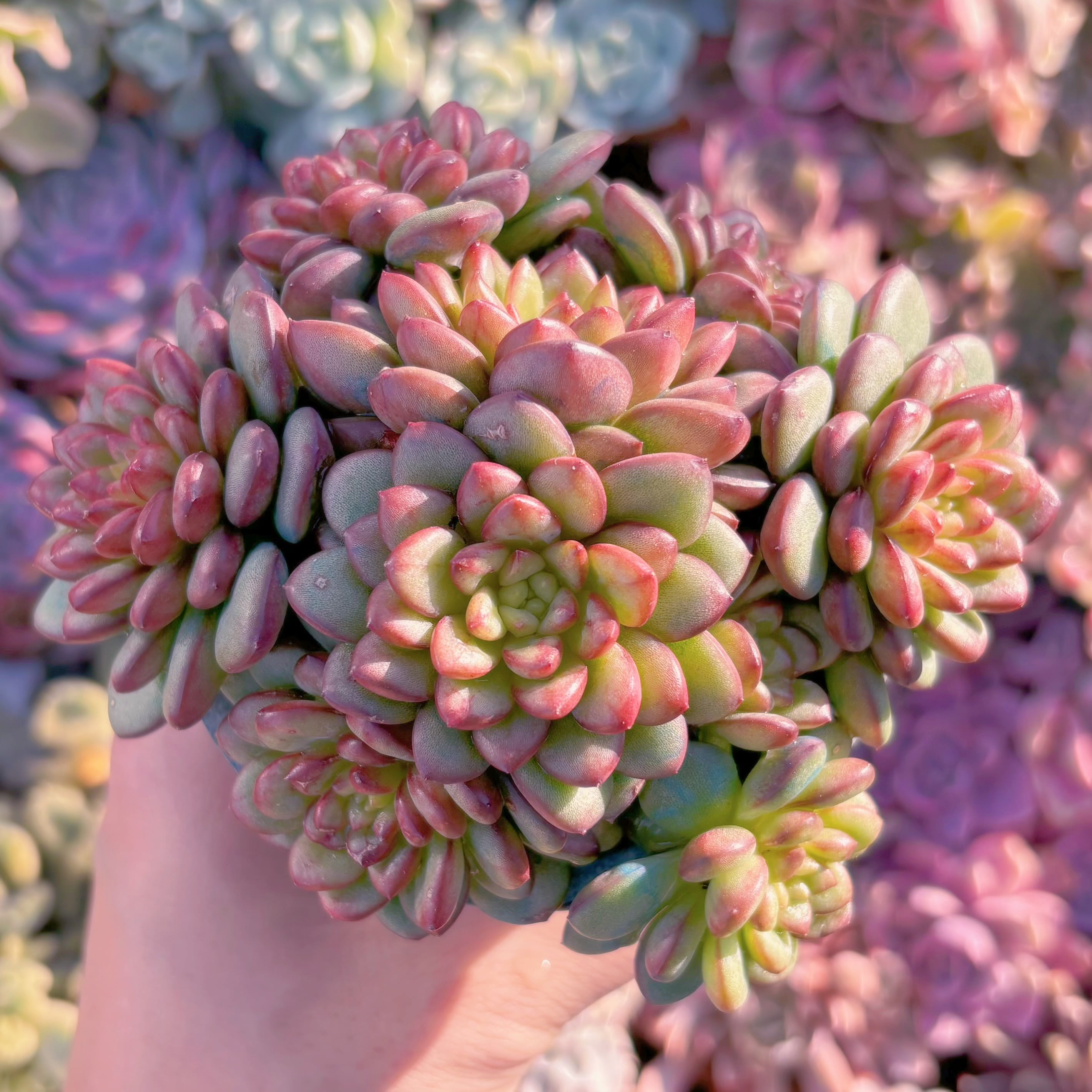 多肉植物　Adam　大群生　新入荷　るる農園