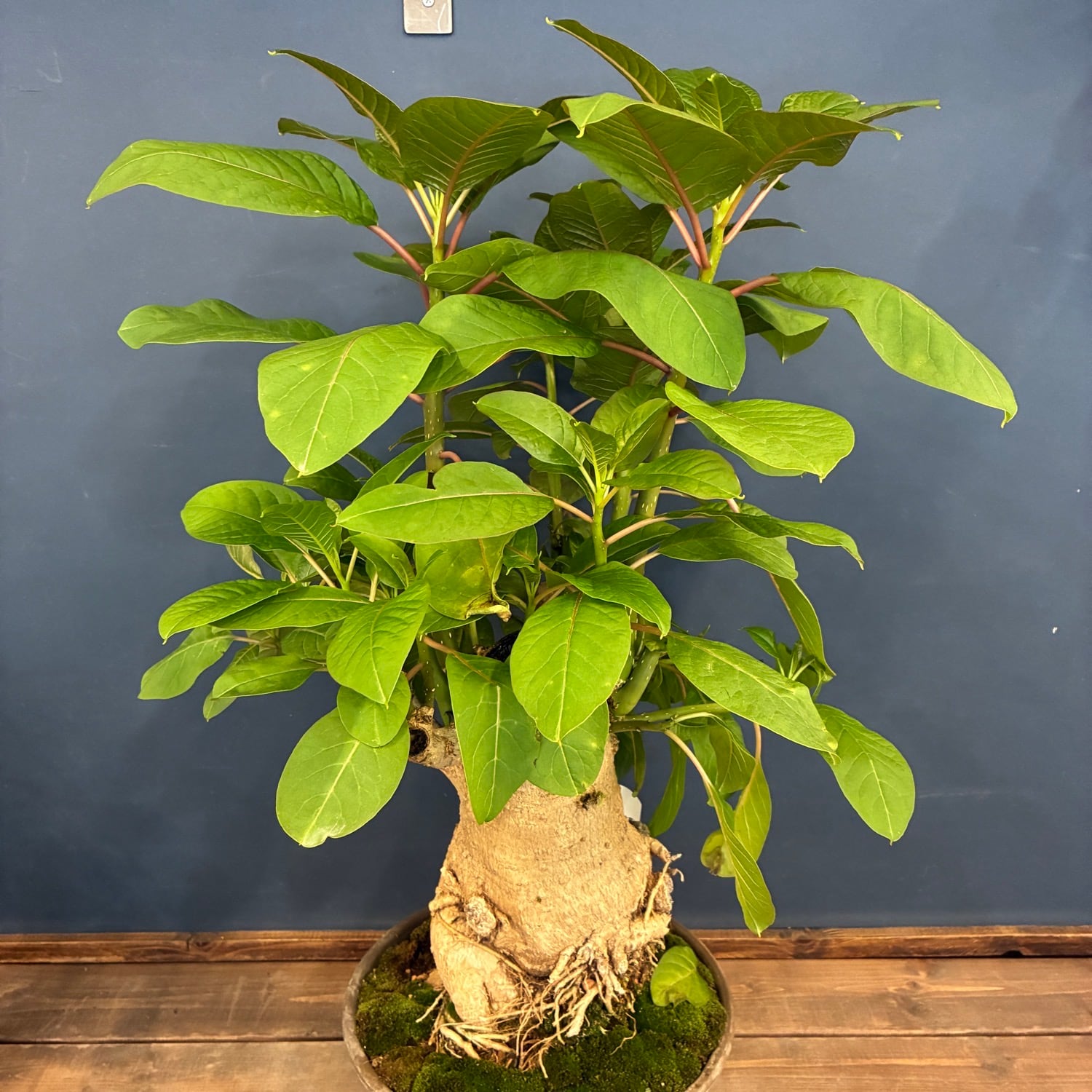 塊根植物 | PROTOLEAF プロトリーフ