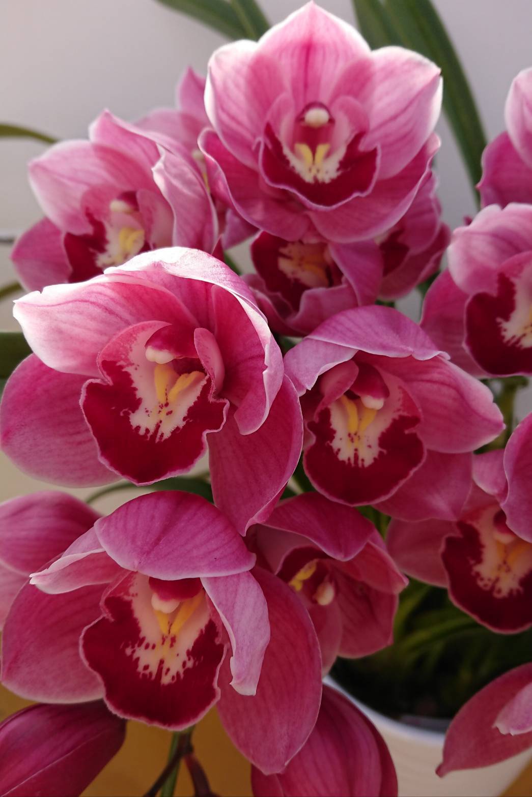 アップルボール【3本】 | 松島園芸